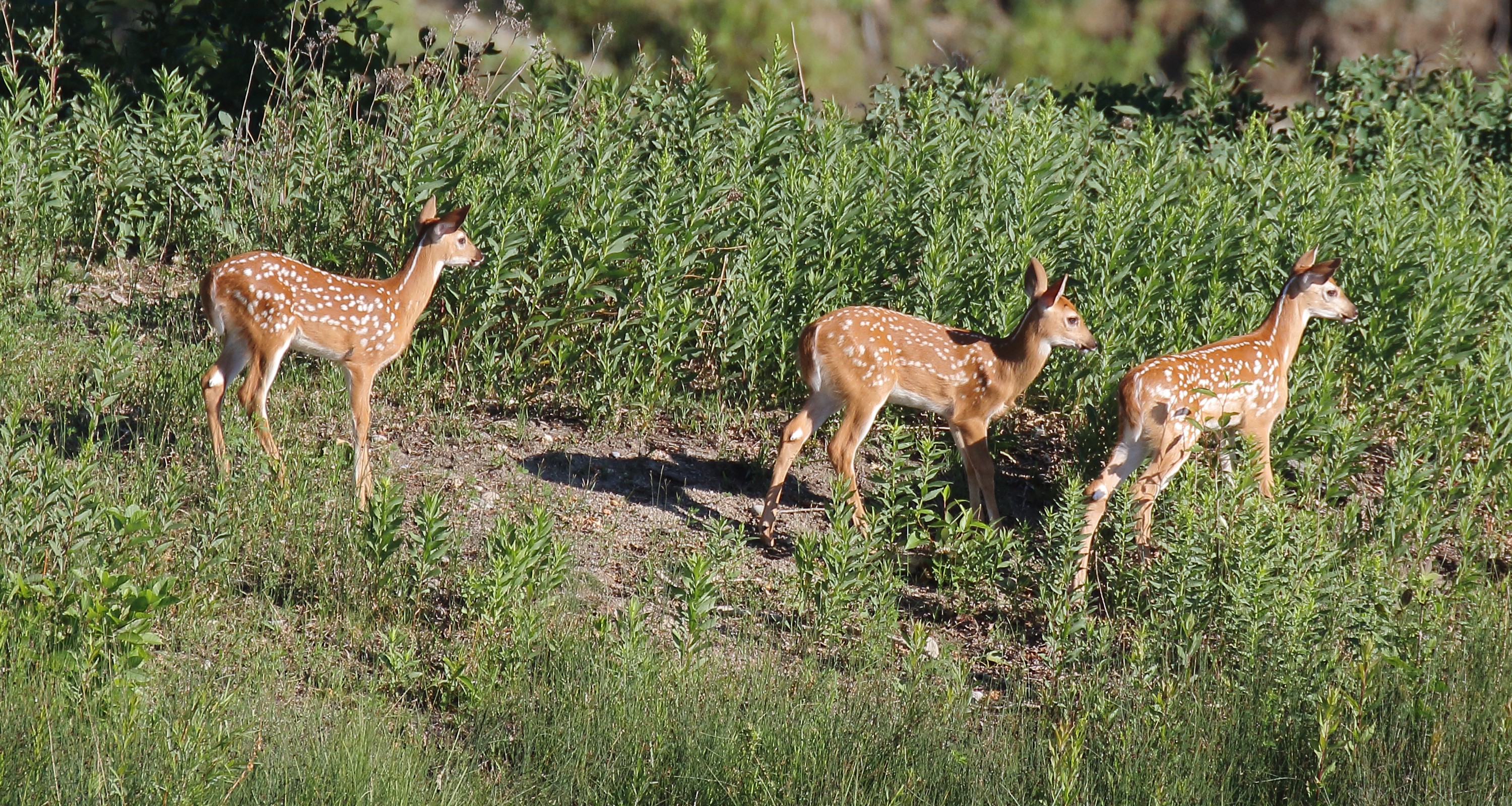 Three spotted fawns in green shrubs HD Wallpaper