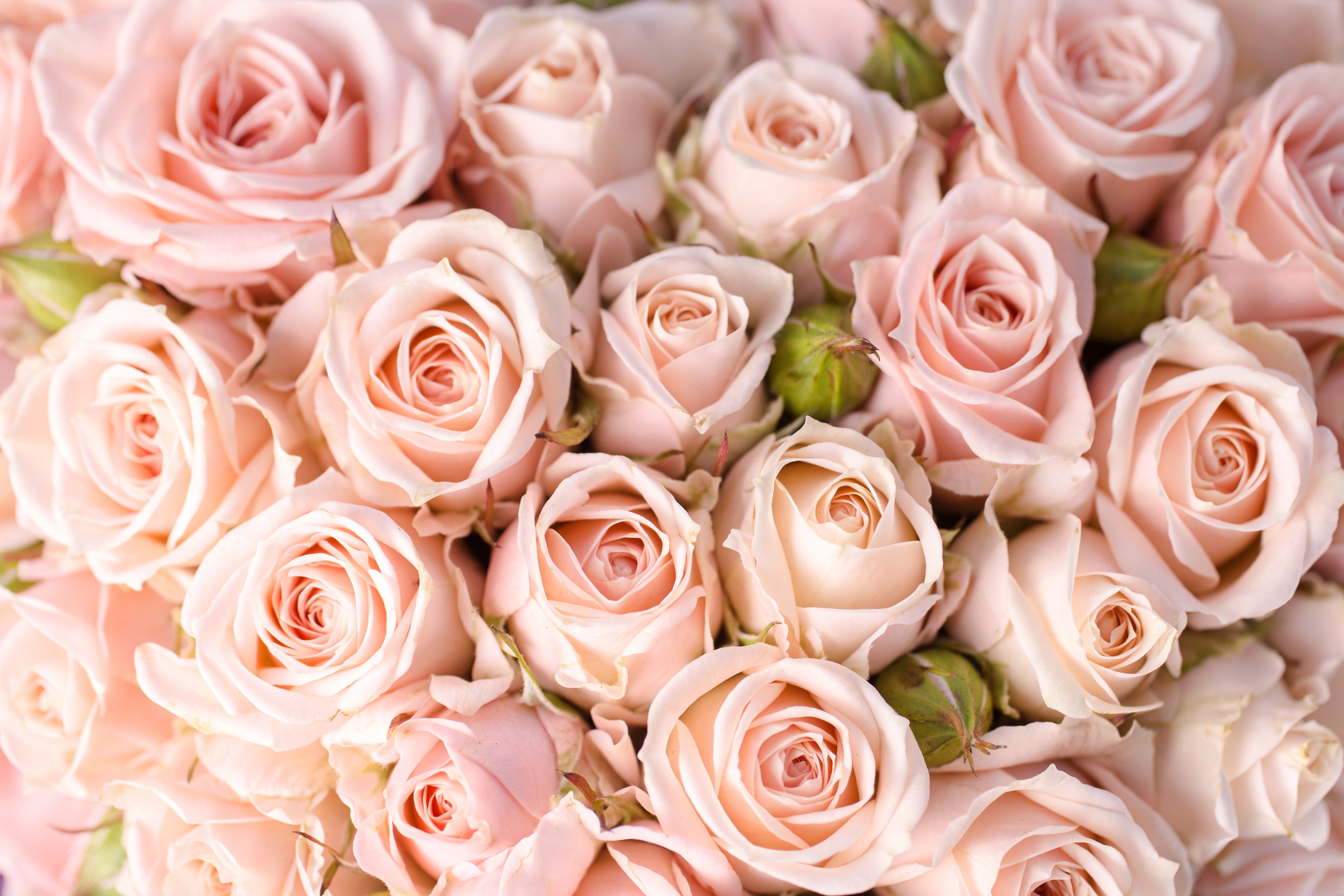 4K Pink Roses Closeup HD Wallpaper