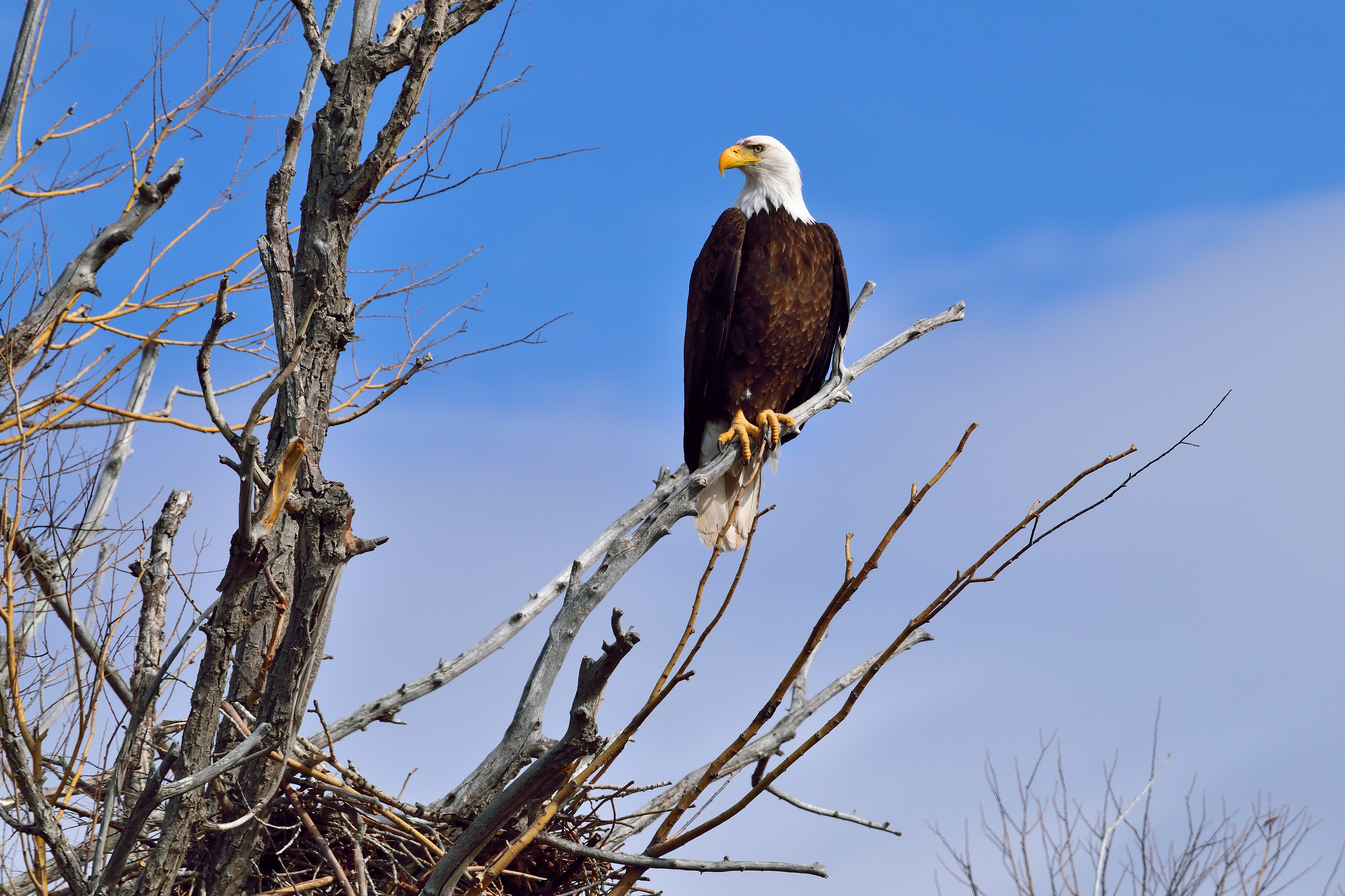 Bald Eagle perched on a tree branch HD Wallpaper