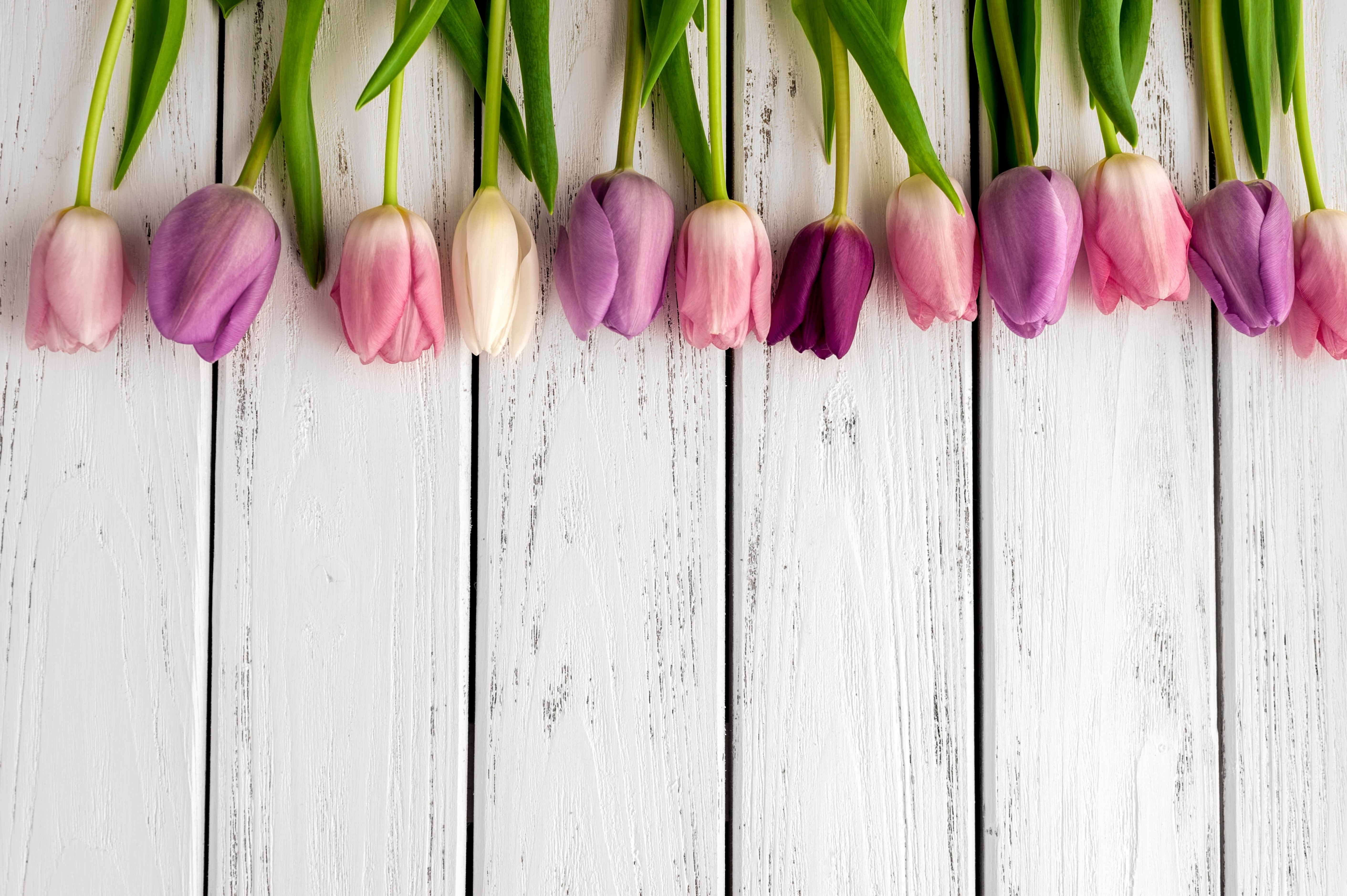 Tulips on white wood planks HD Wallpaper