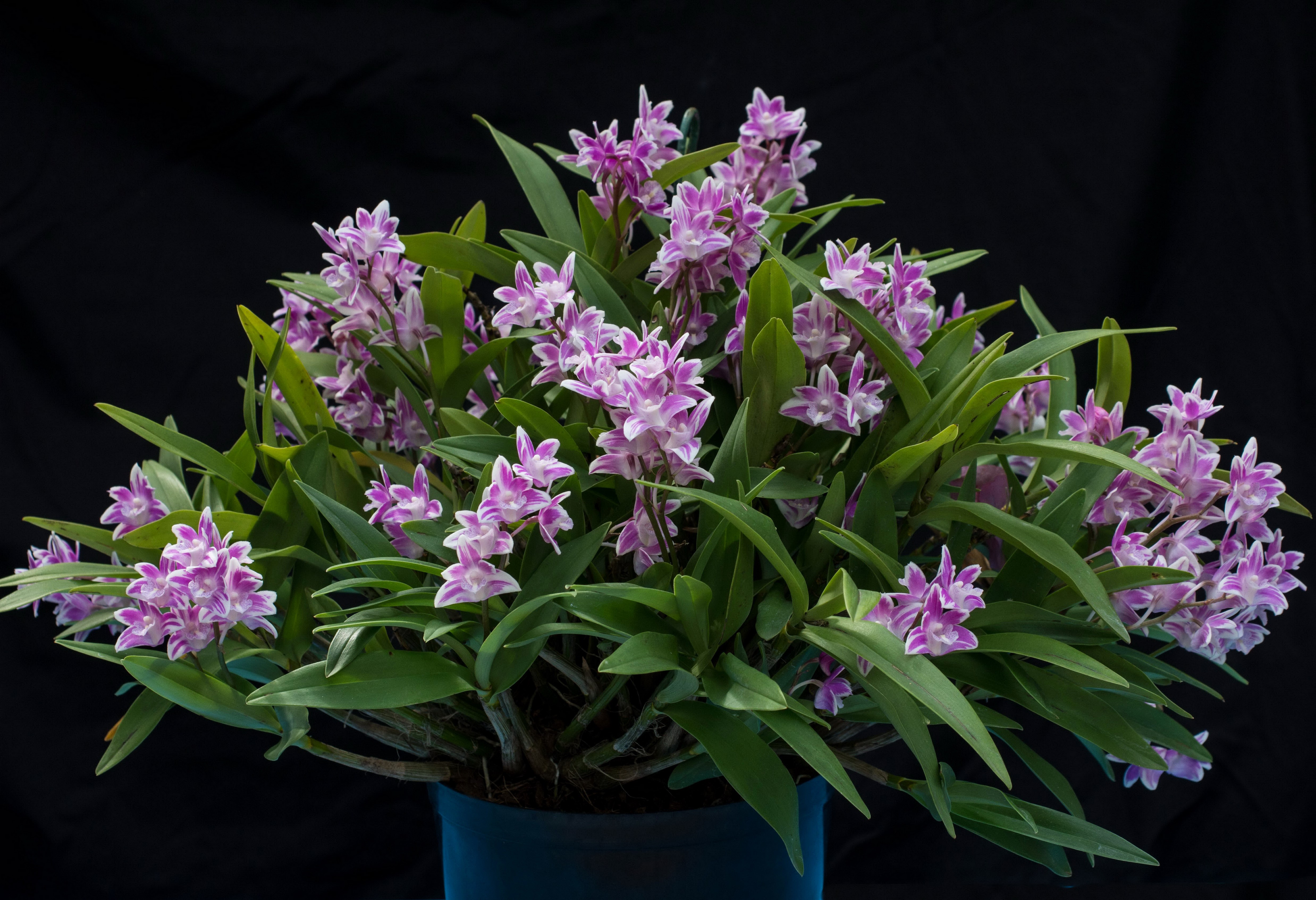 4K Orchid with Black Background HD Wallpaper