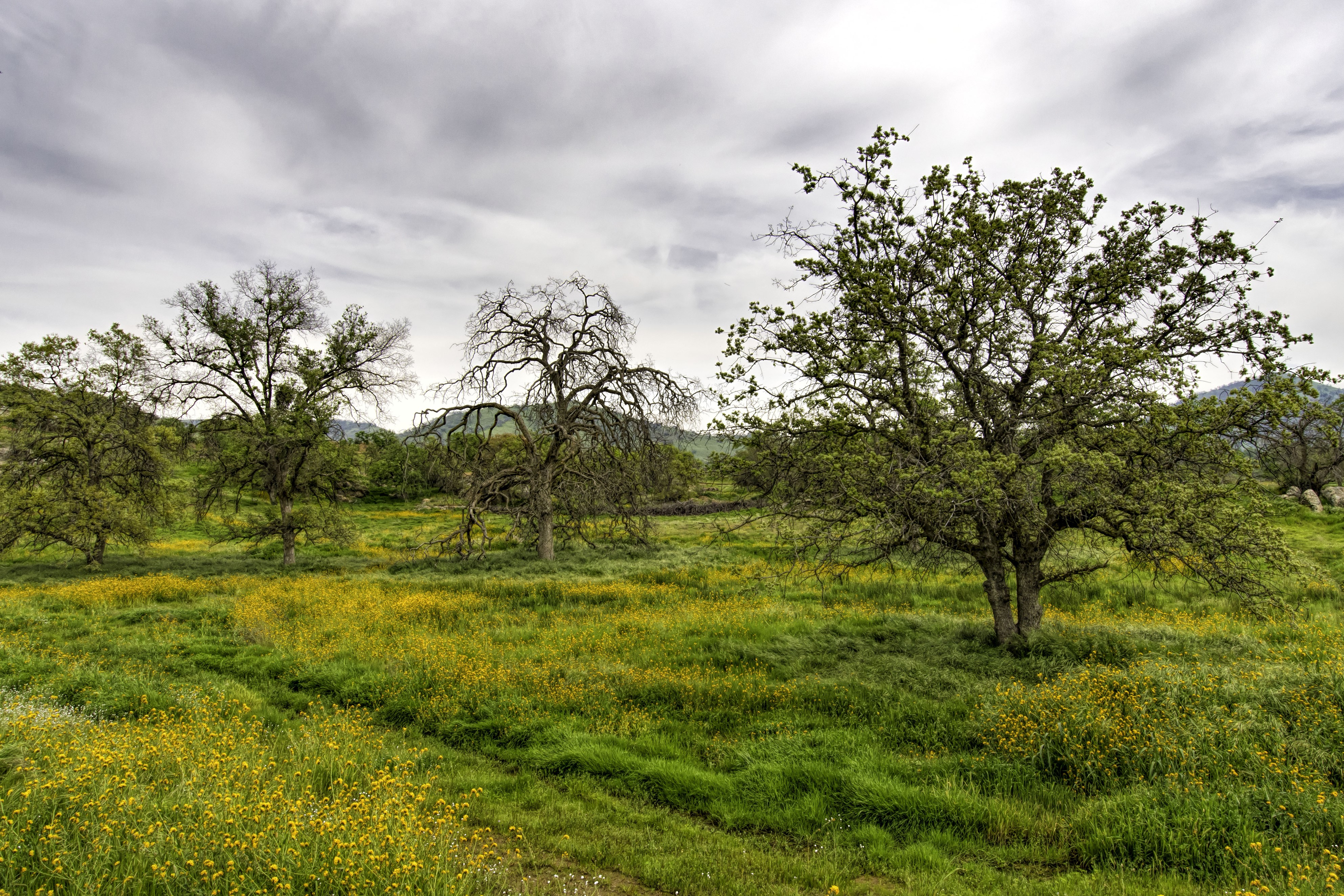 4K Spring Trees in a Grassy Field HD Wallpaper