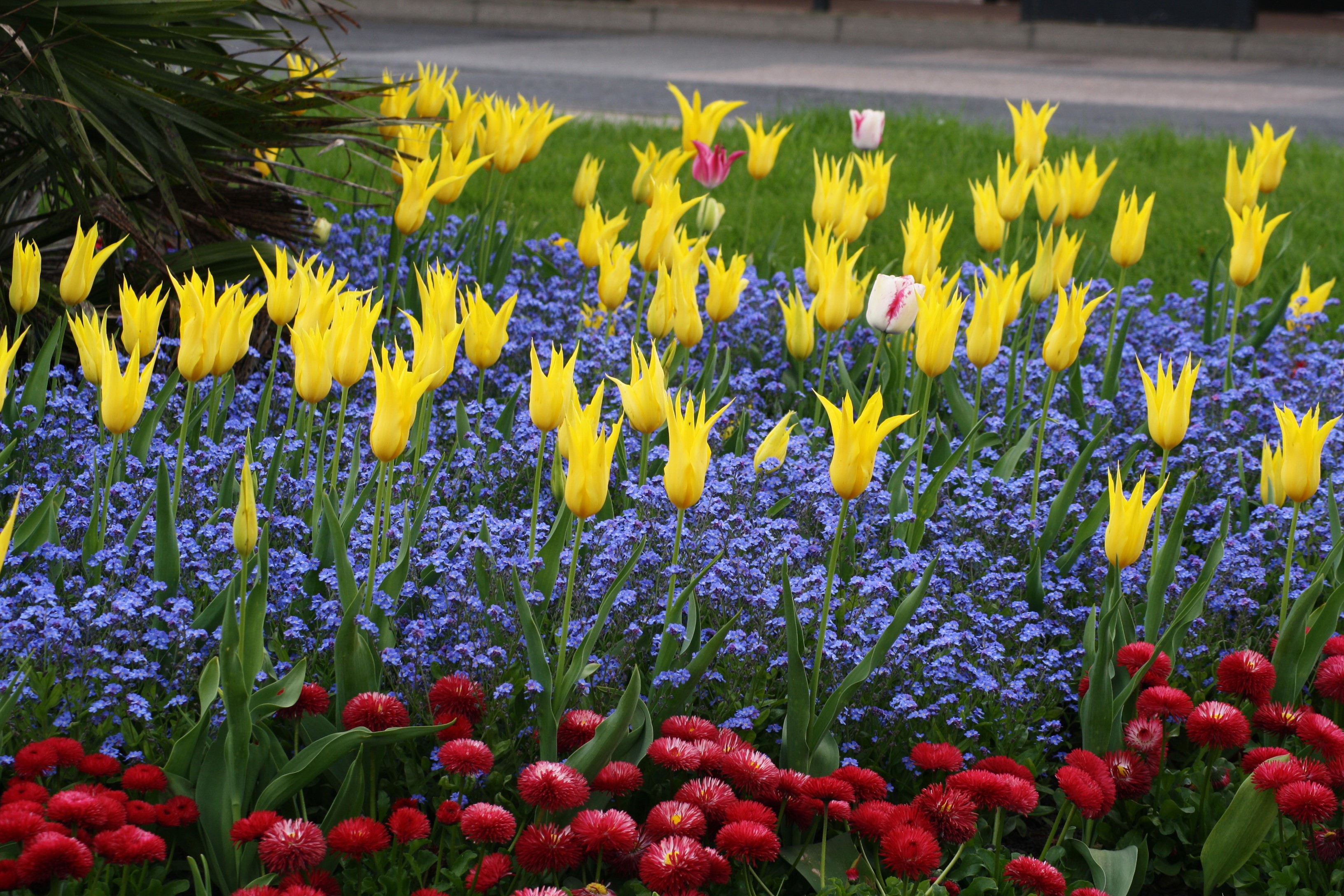 Yellow tulips and red daisies in a park HD Wallpaper
