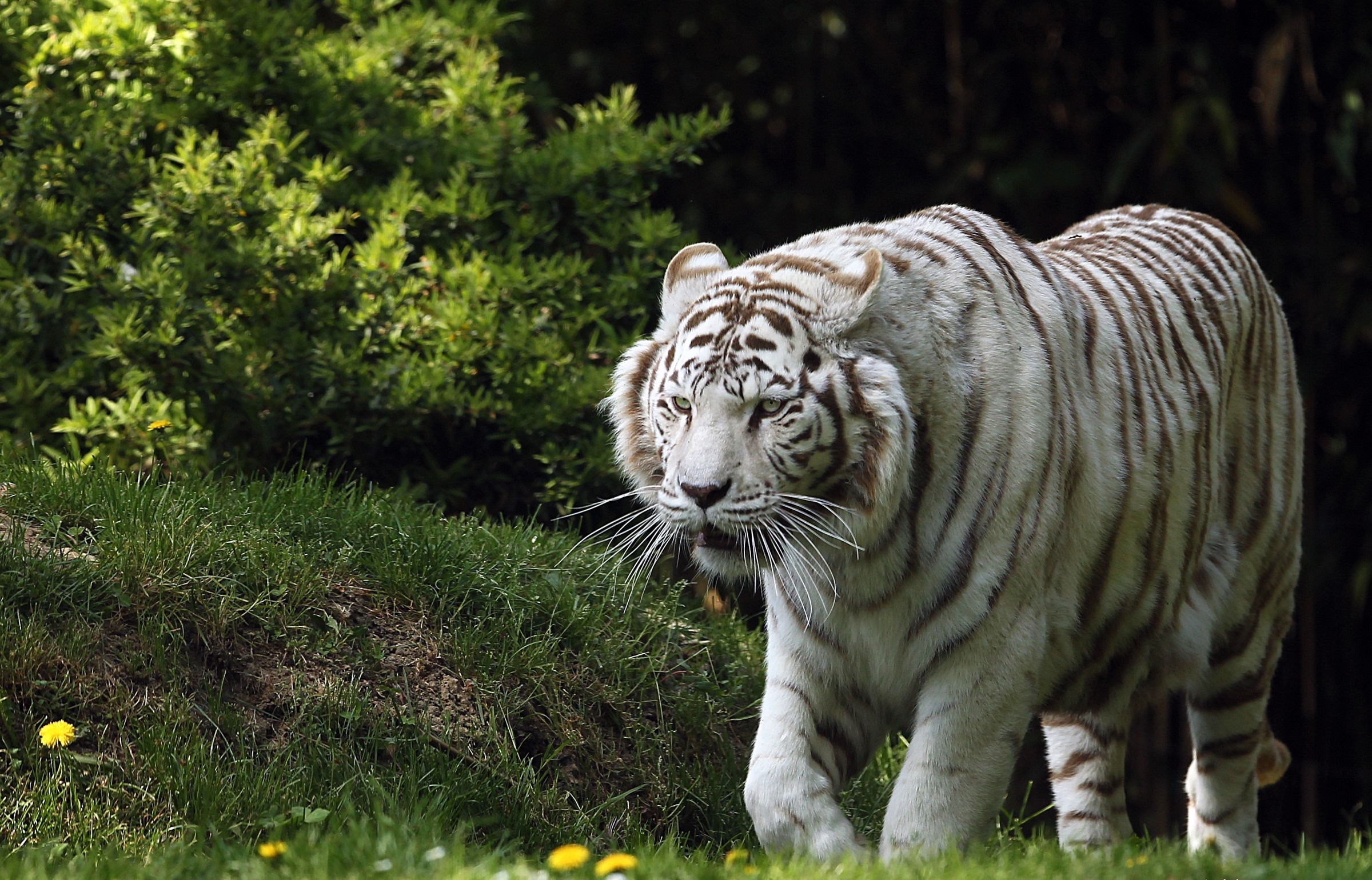 White tiger walking in a grassy area with trees HD Wallpaper