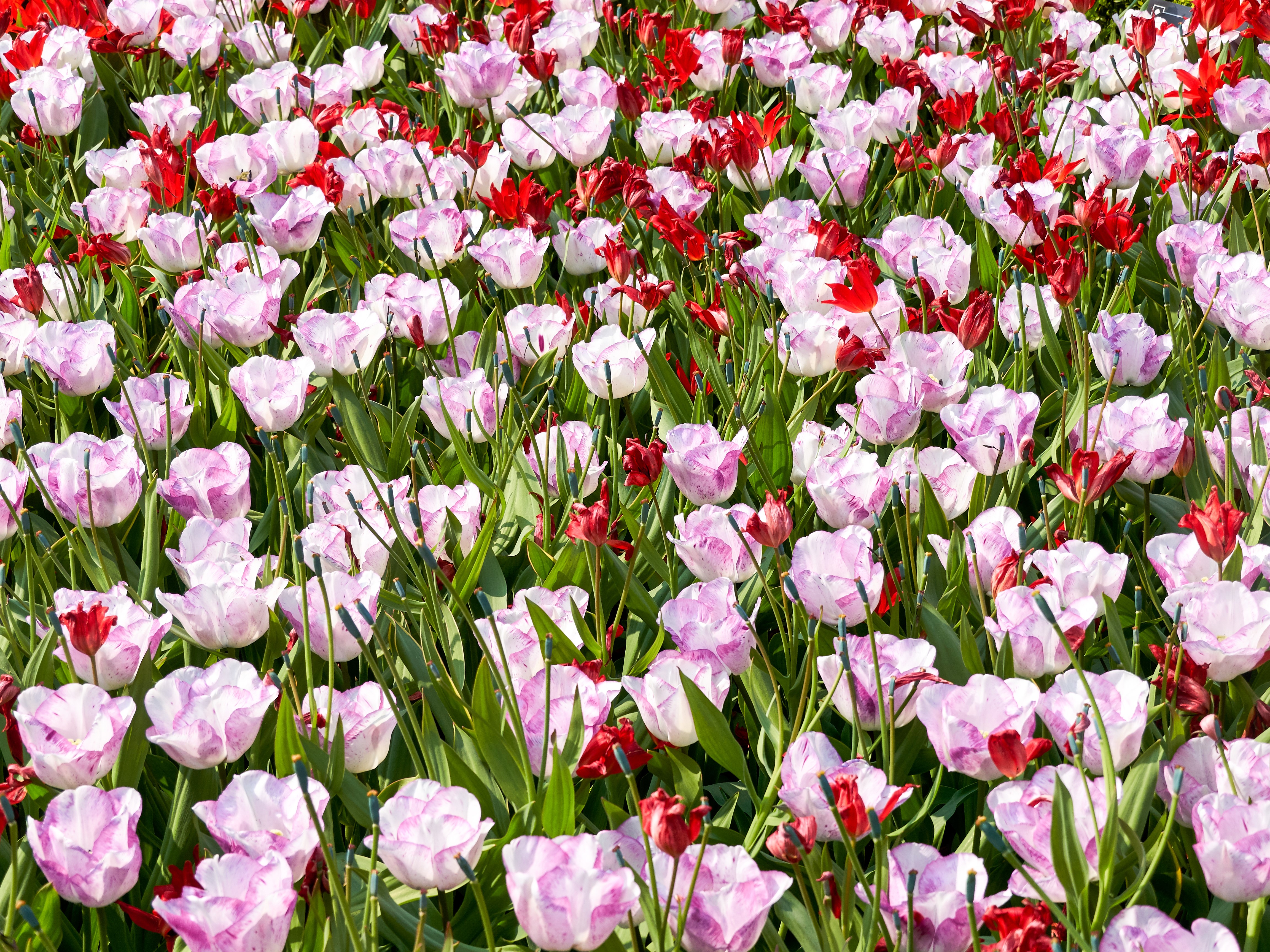Field of Pink and Red Tulips HD Wallpaper
