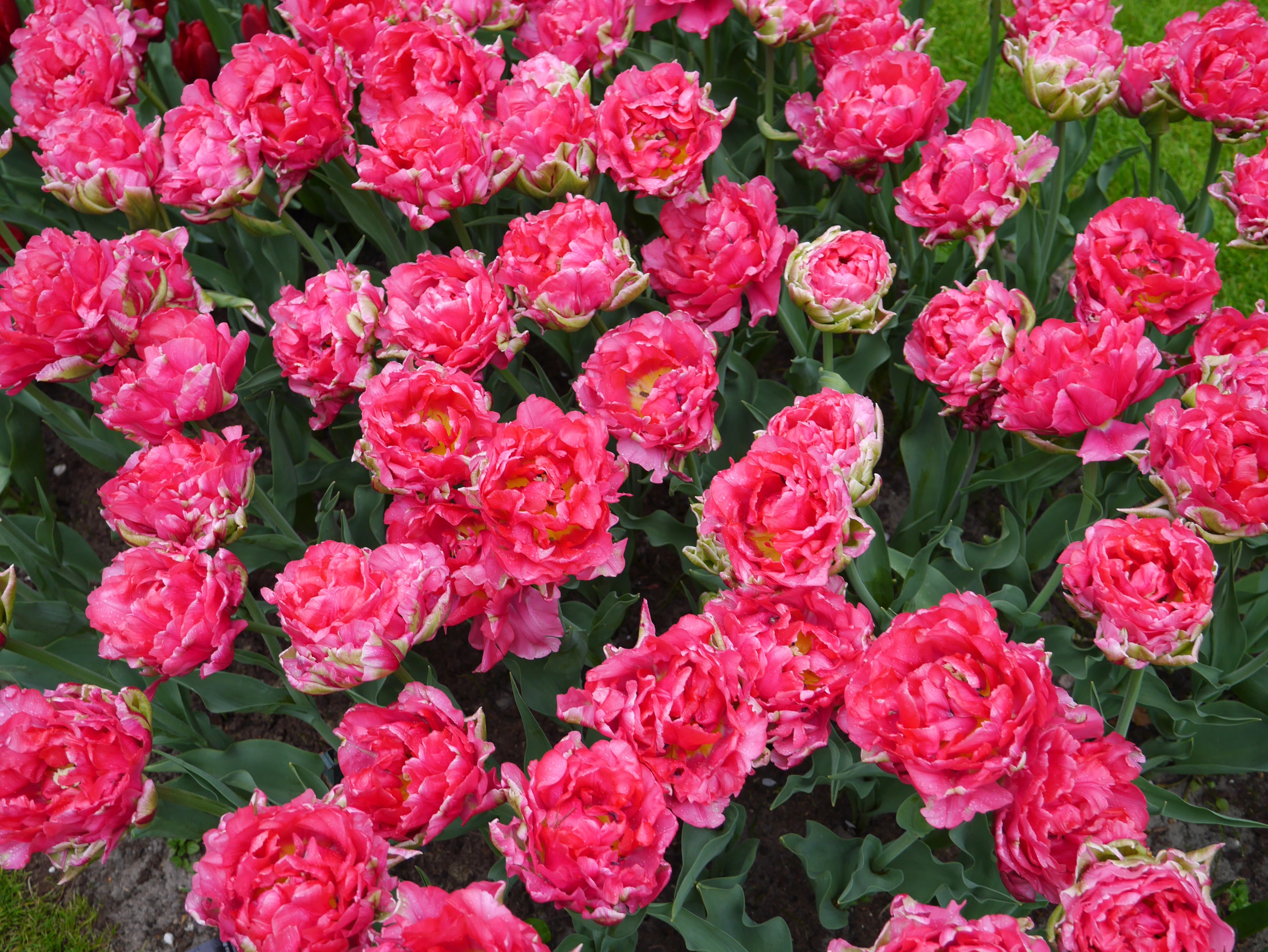 Pink double tulips in a garden HD Wallpaper