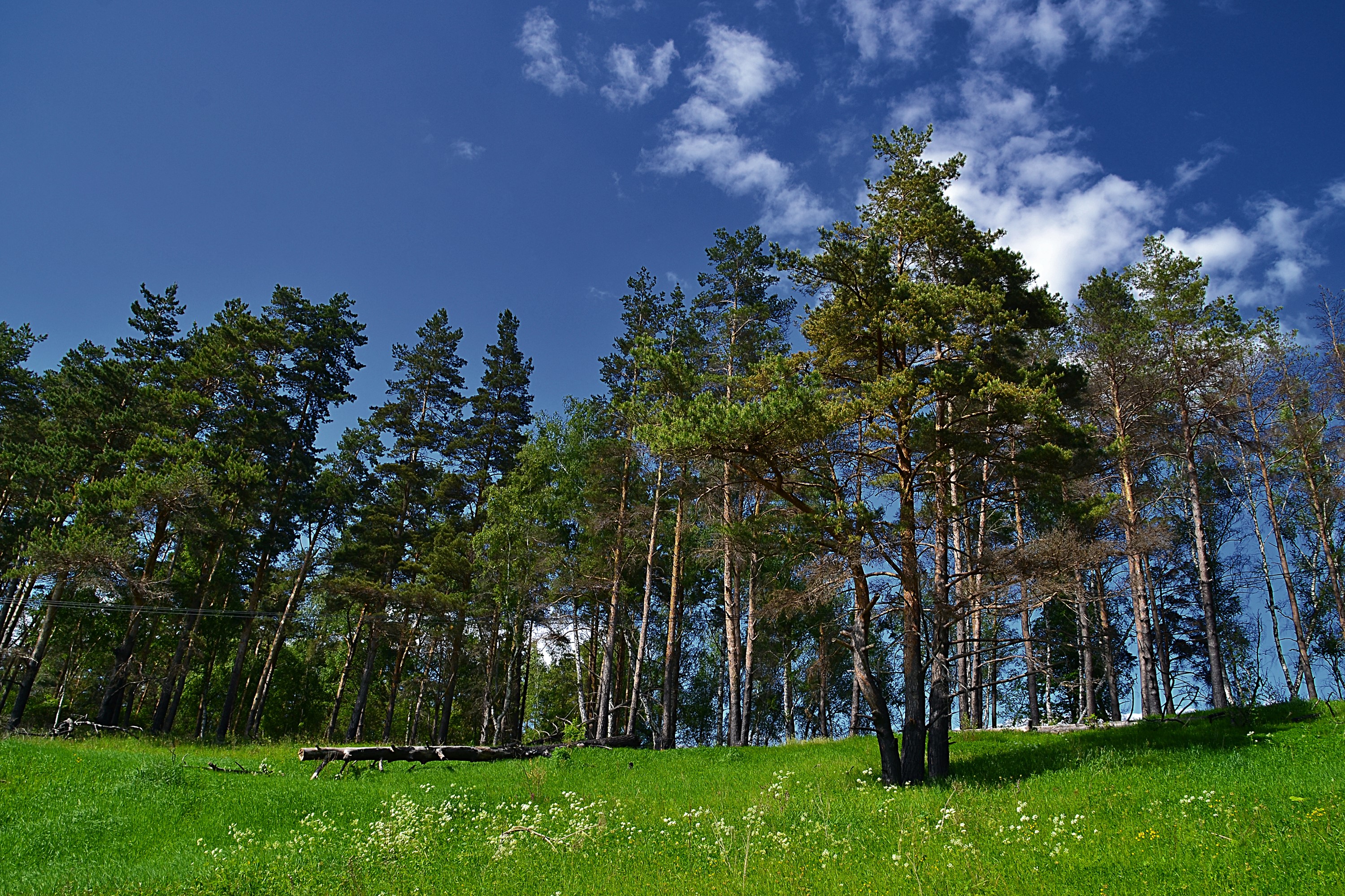 Trees on a grassy hill under a blue sky HD Wallpaper