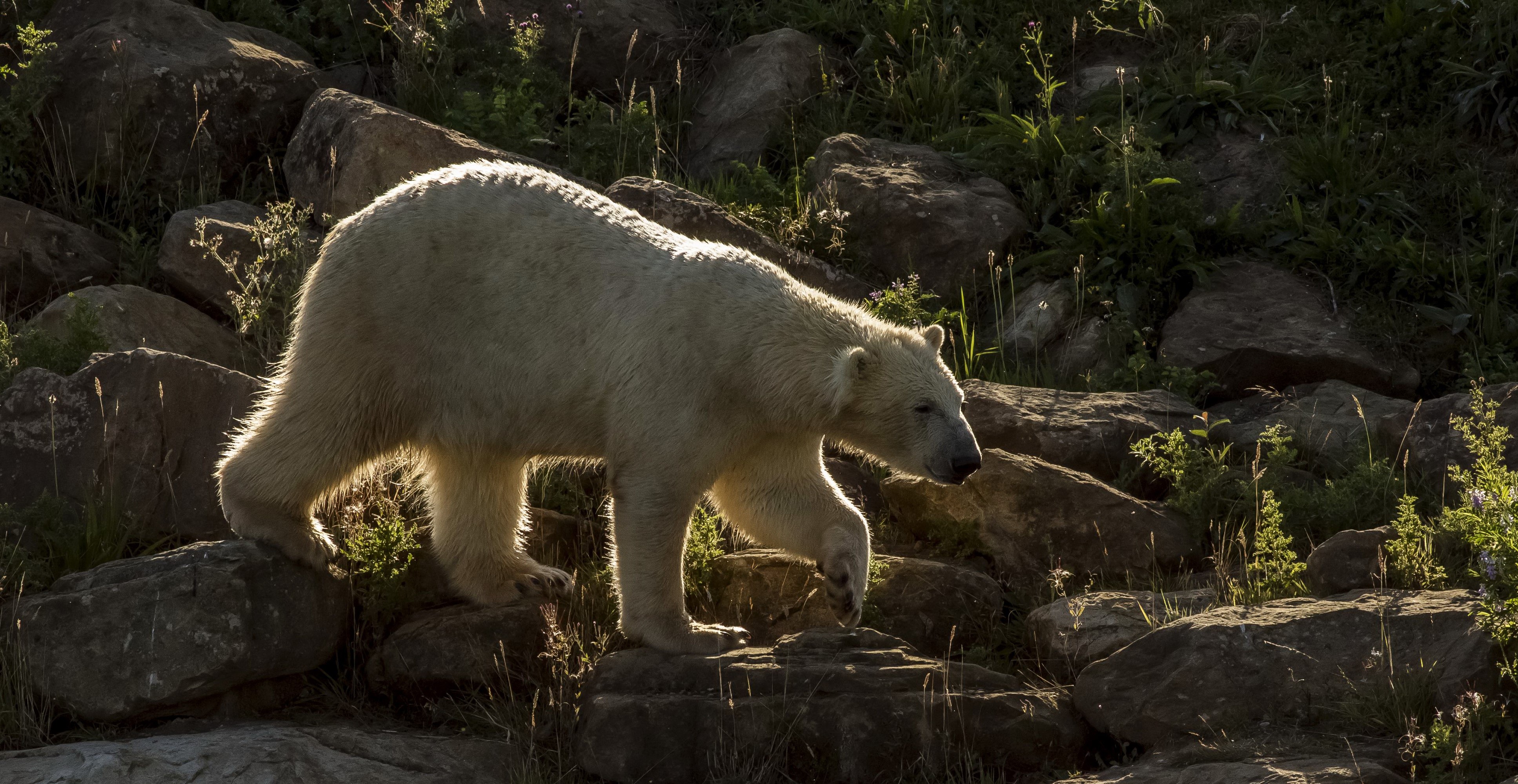 Polar bear walking on rocks HD Wallpaper