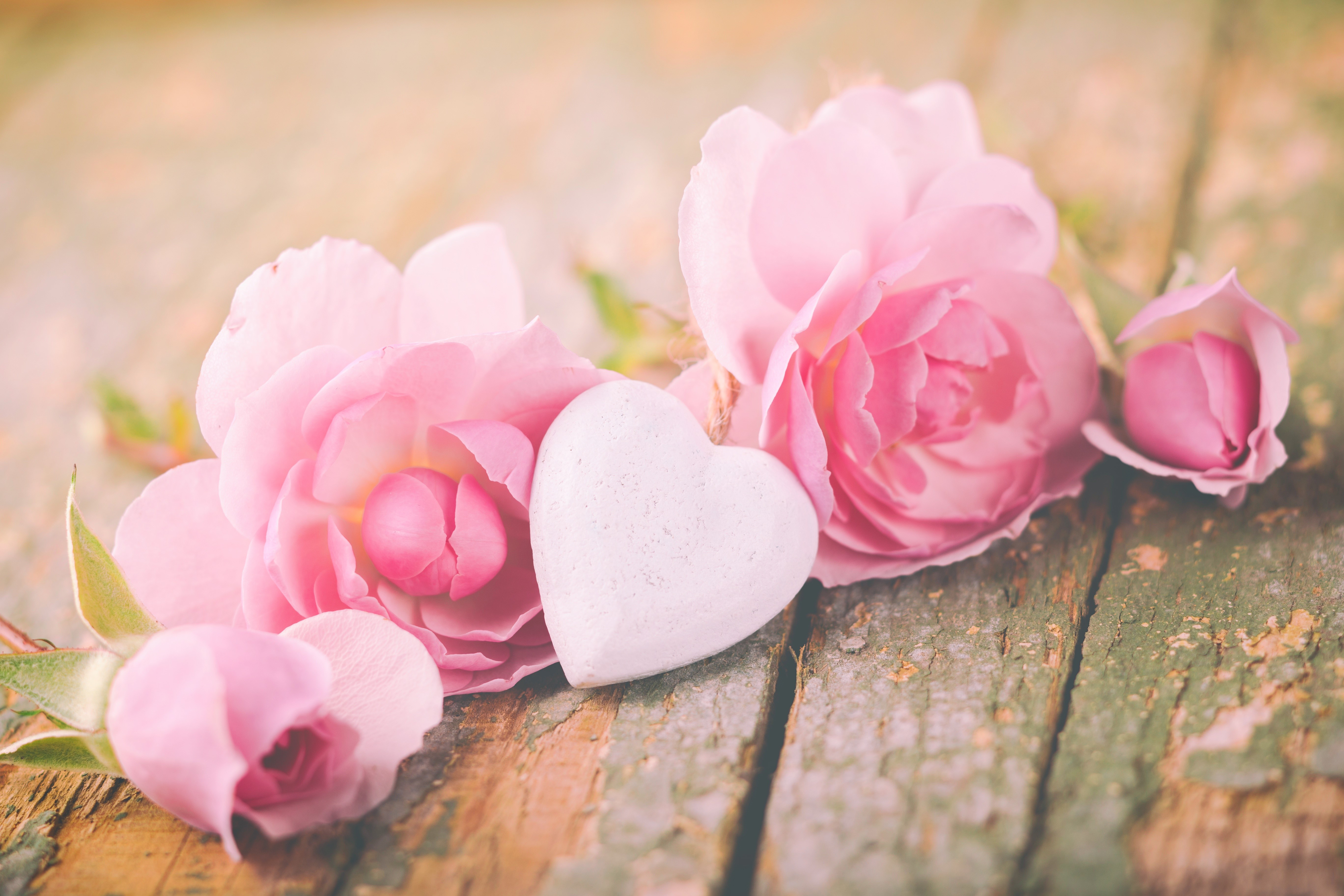 Pink roses and heart on wood planks HD Wallpaper