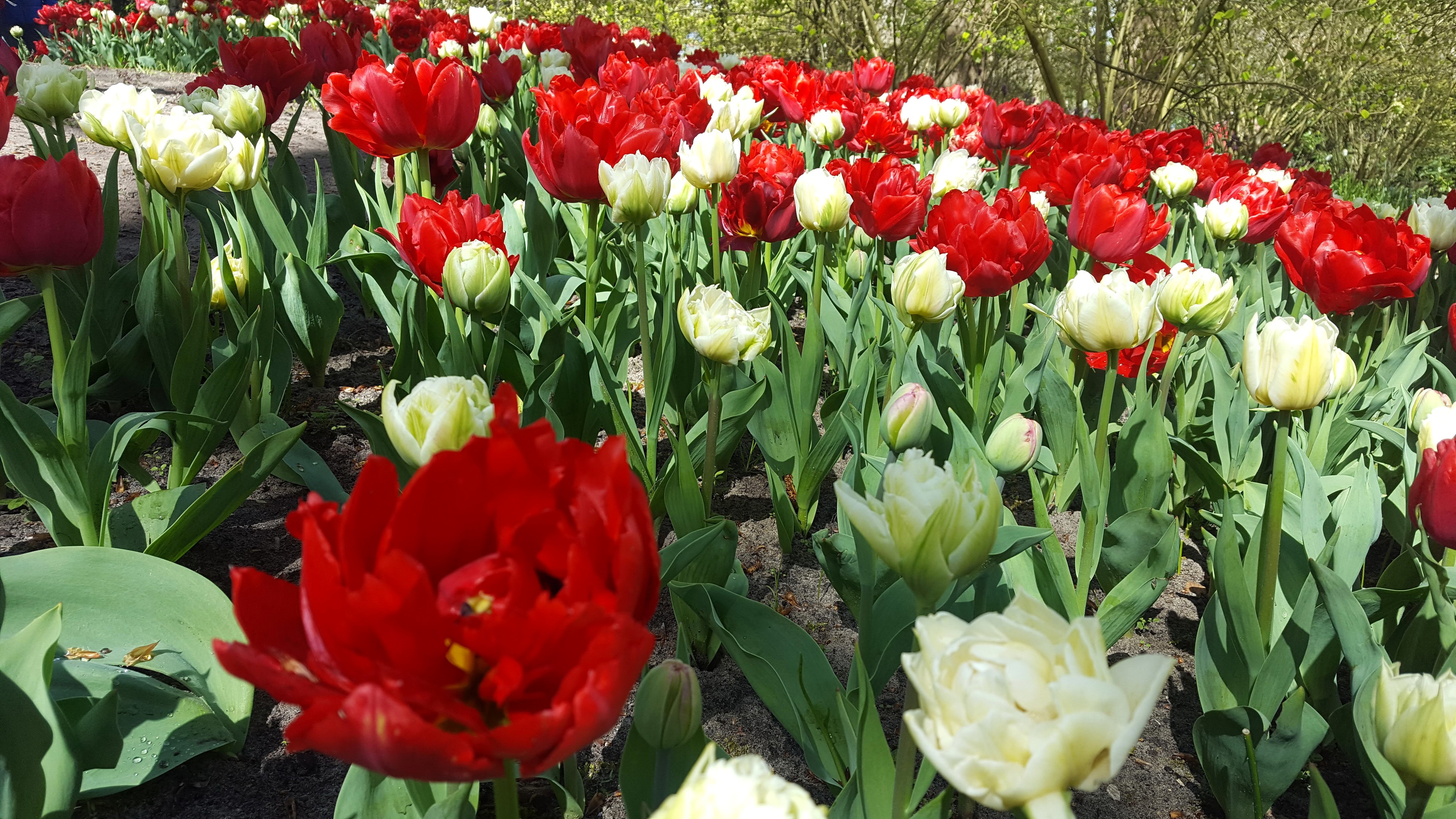 4K Keukenhof Gardens with Red and White Tulips in Netherlands HD Wallpaper