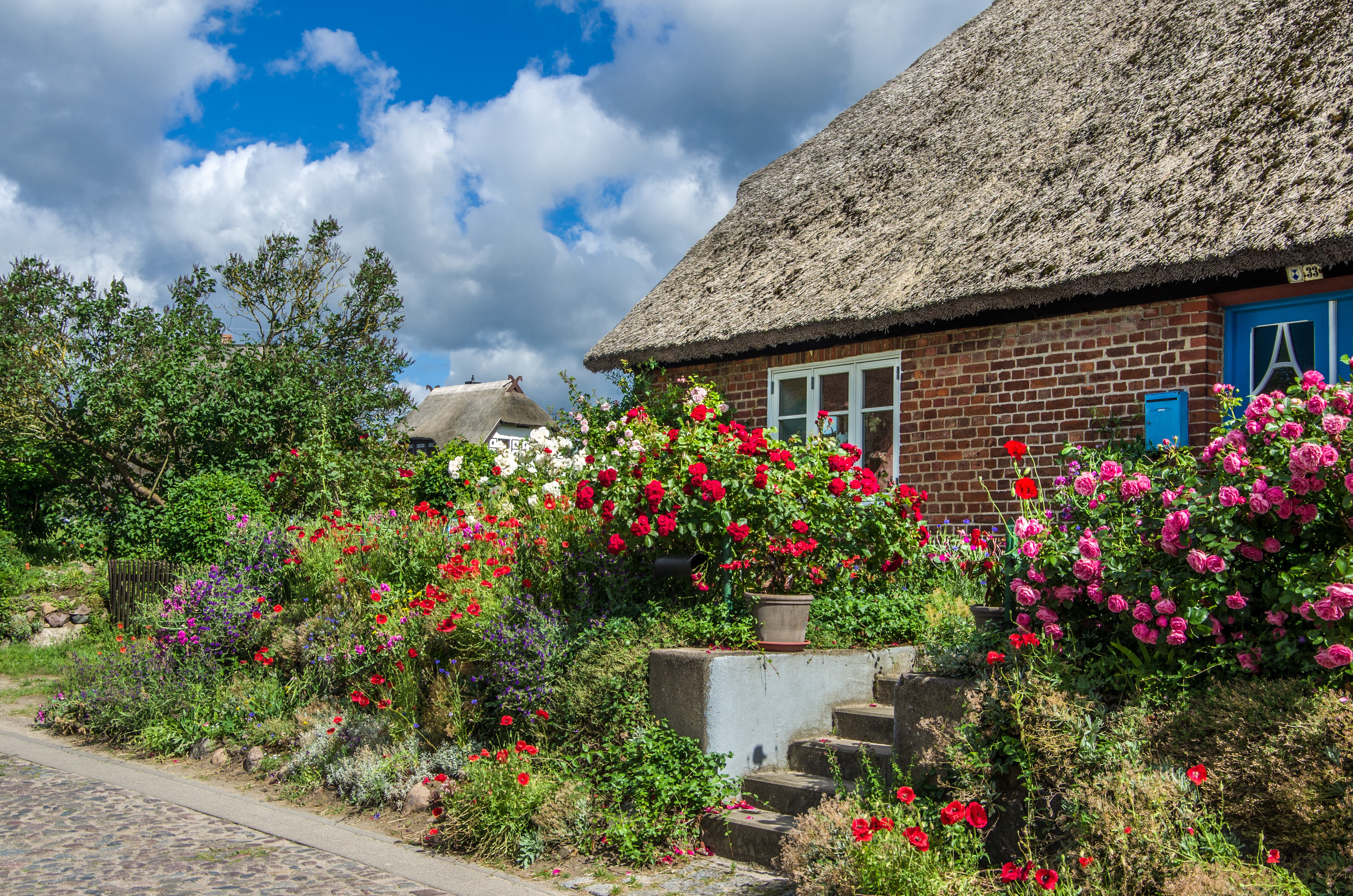Thatched roof houses with blooming roses in Gross Zicker, Germany HD Wallpaper