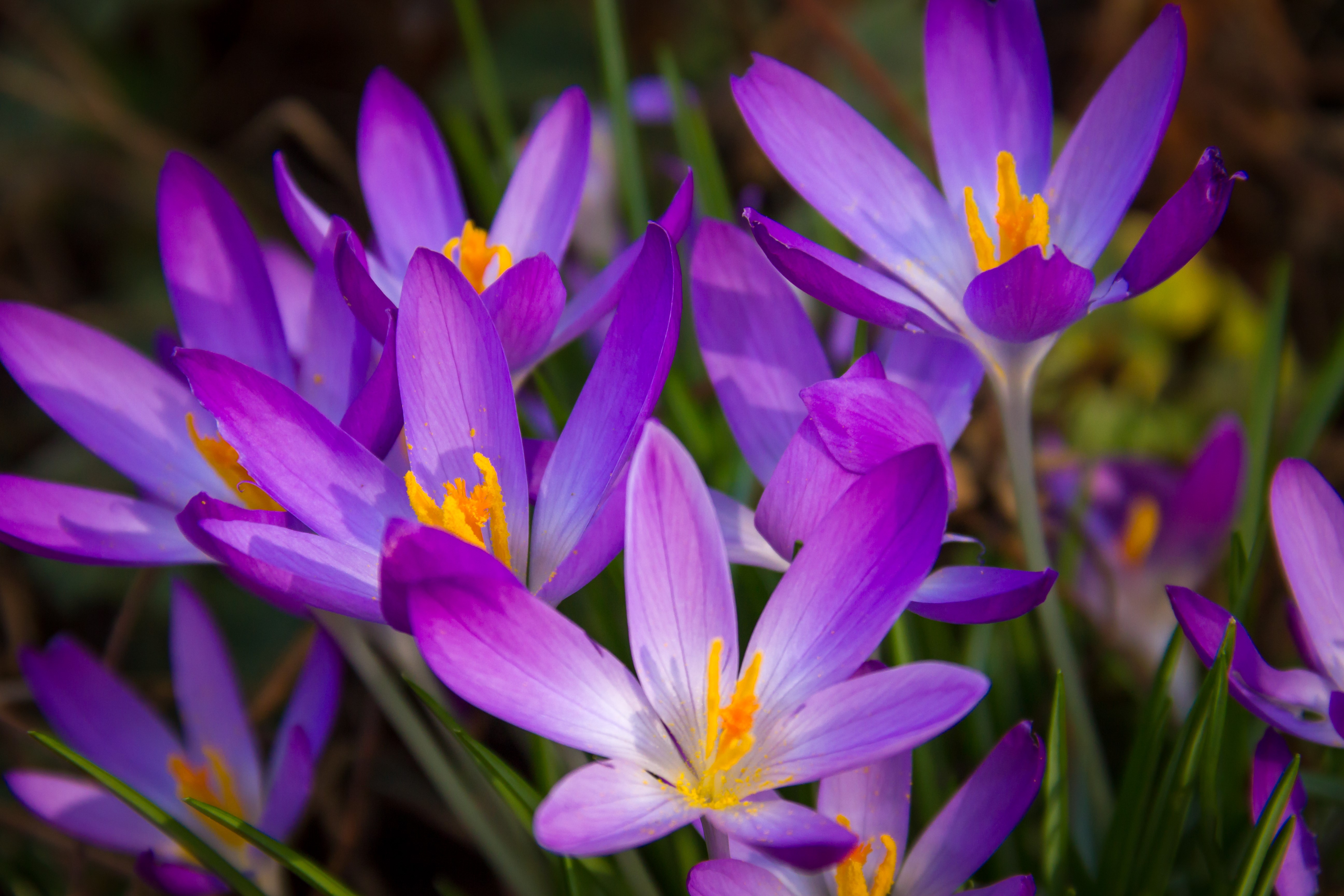 Purple Crocuses in Close-up HD Wallpaper