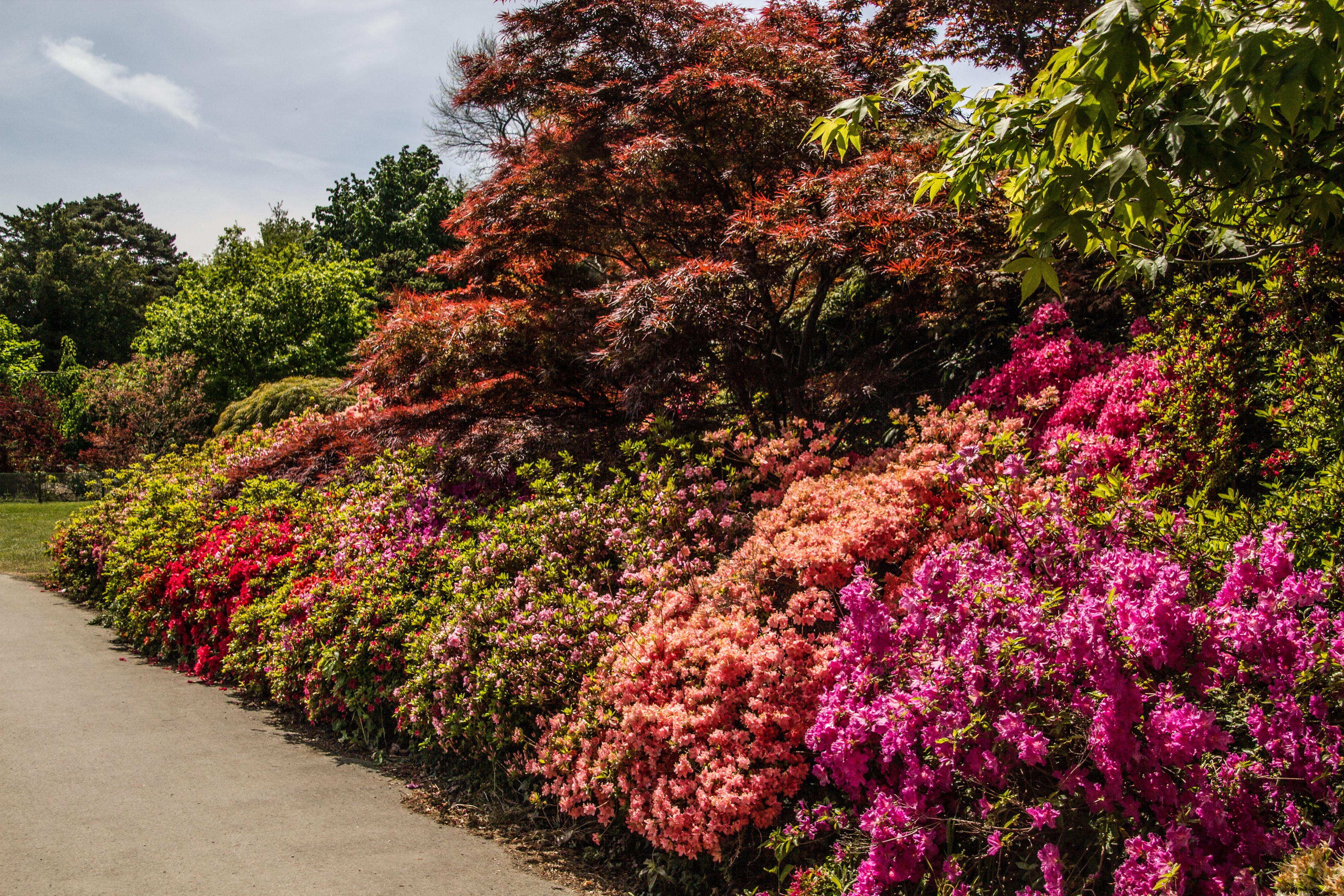 Colorful Rhododendron Shrubs at Exbury Gardens, England HD Wallpaper