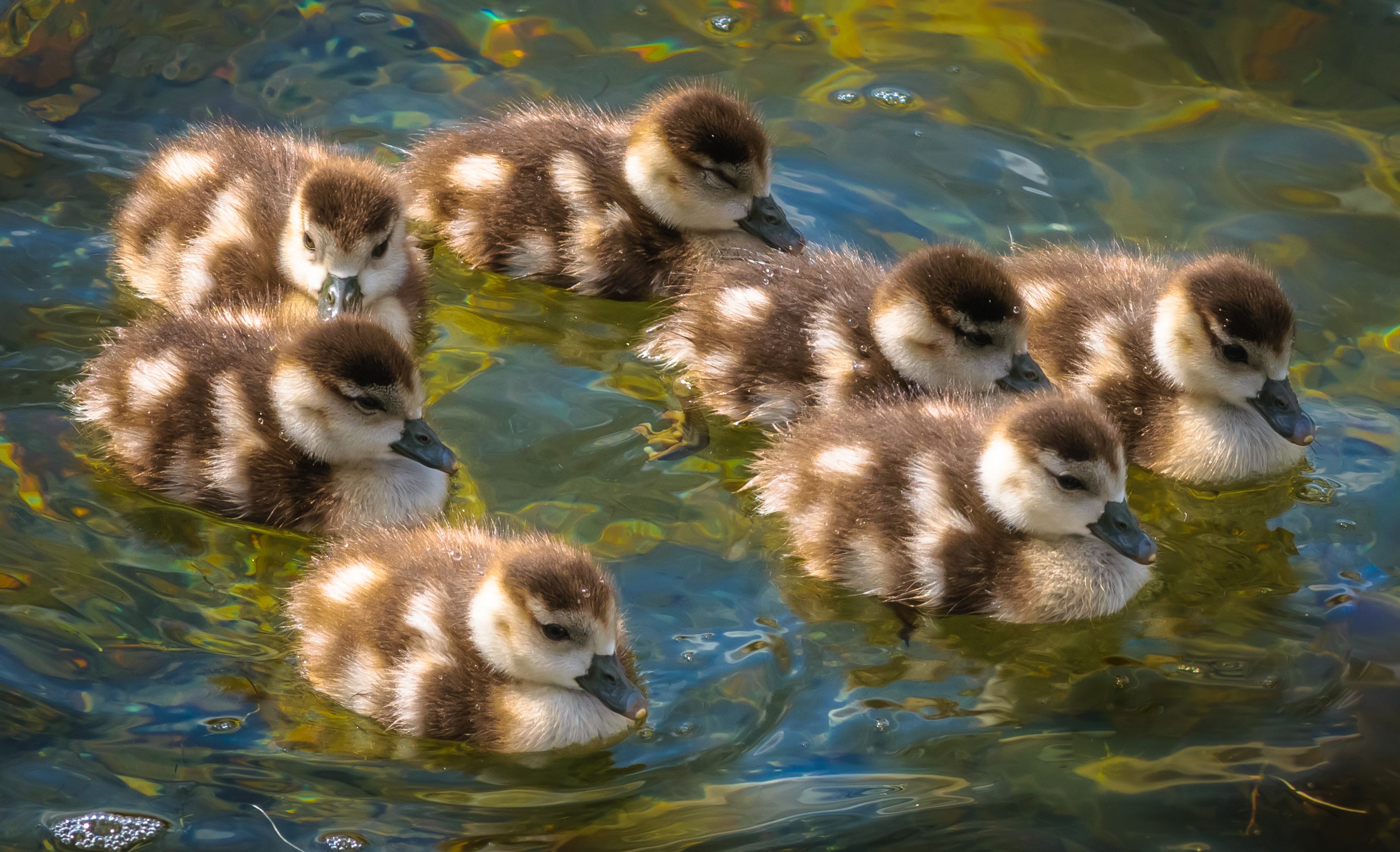 Group of ducklings swimming in water HD Wallpaper