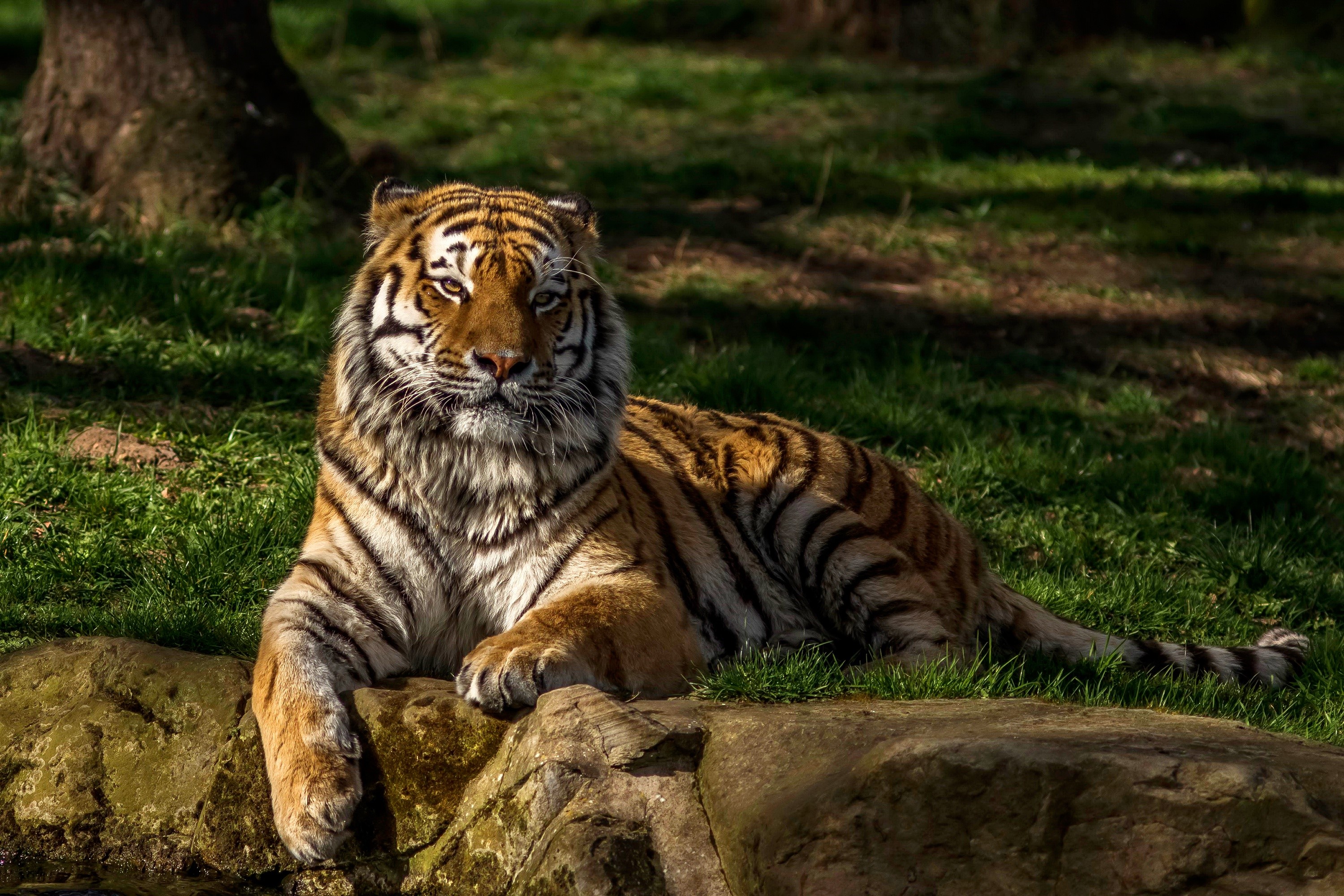 Tiger resting on rocks in a grassy area HD Wallpaper
