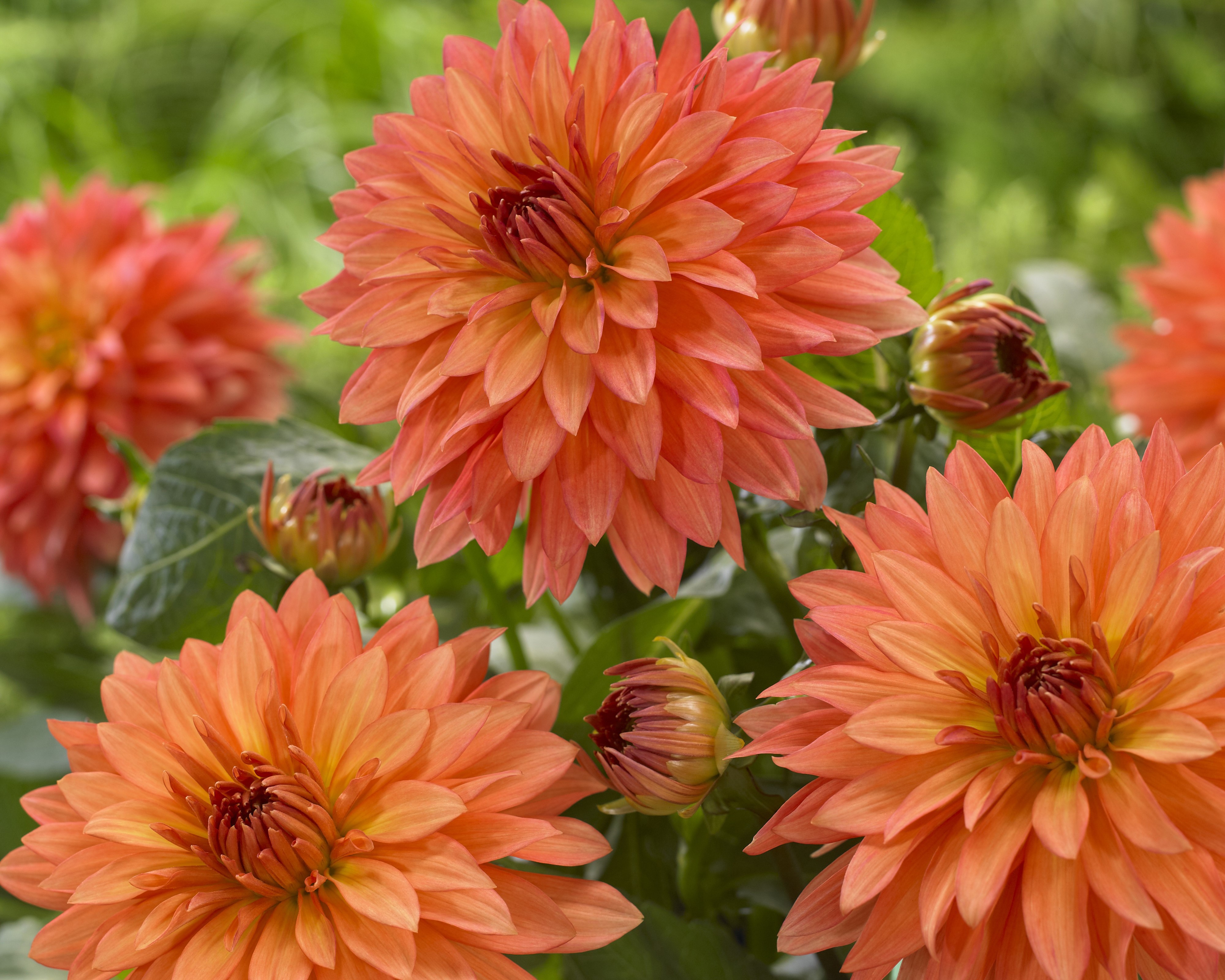 4K Orange Dahlias Closeup HD Wallpaper