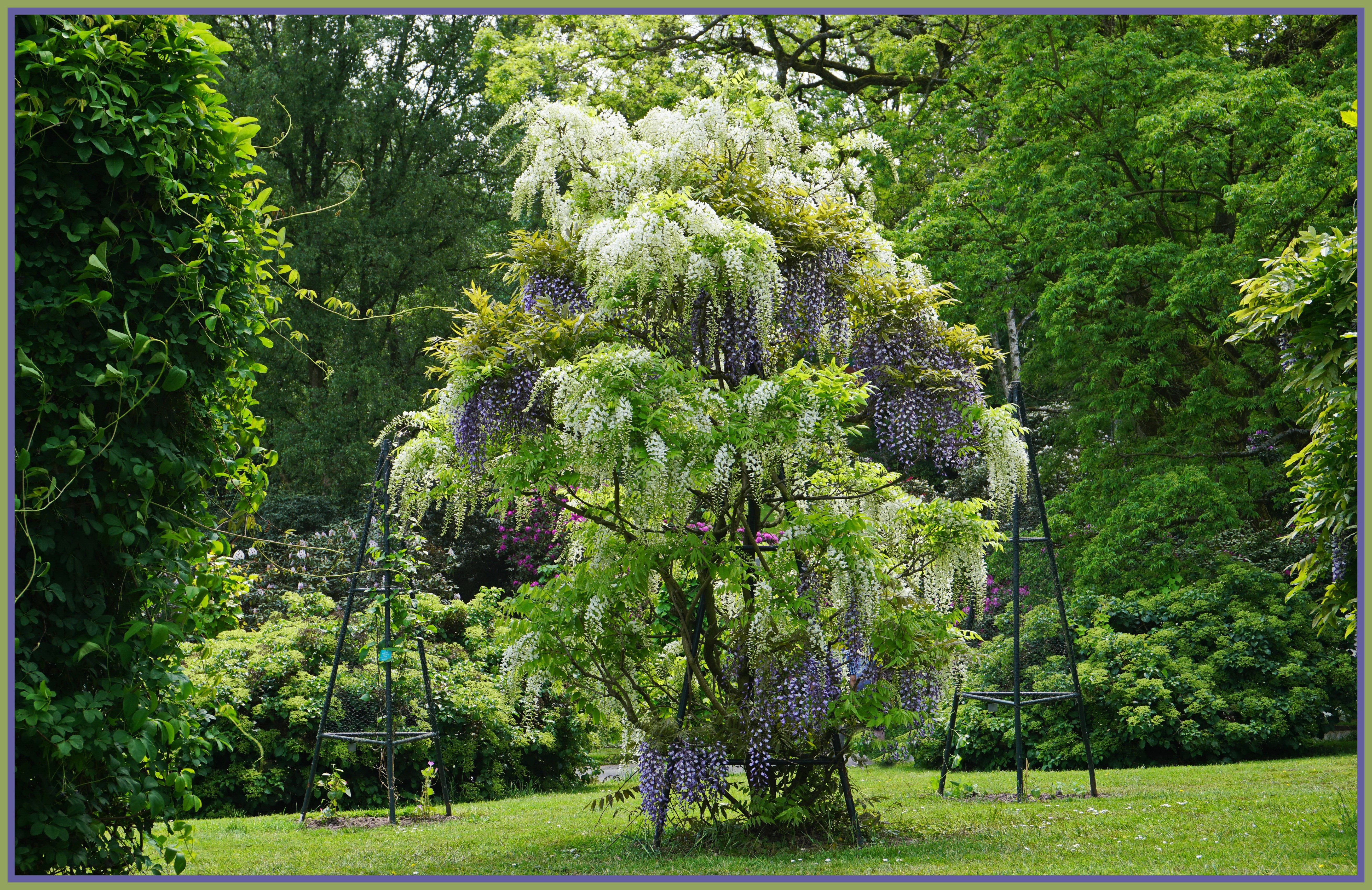 Wisteria in Grugapark Essen, Germany HD Wallpaper