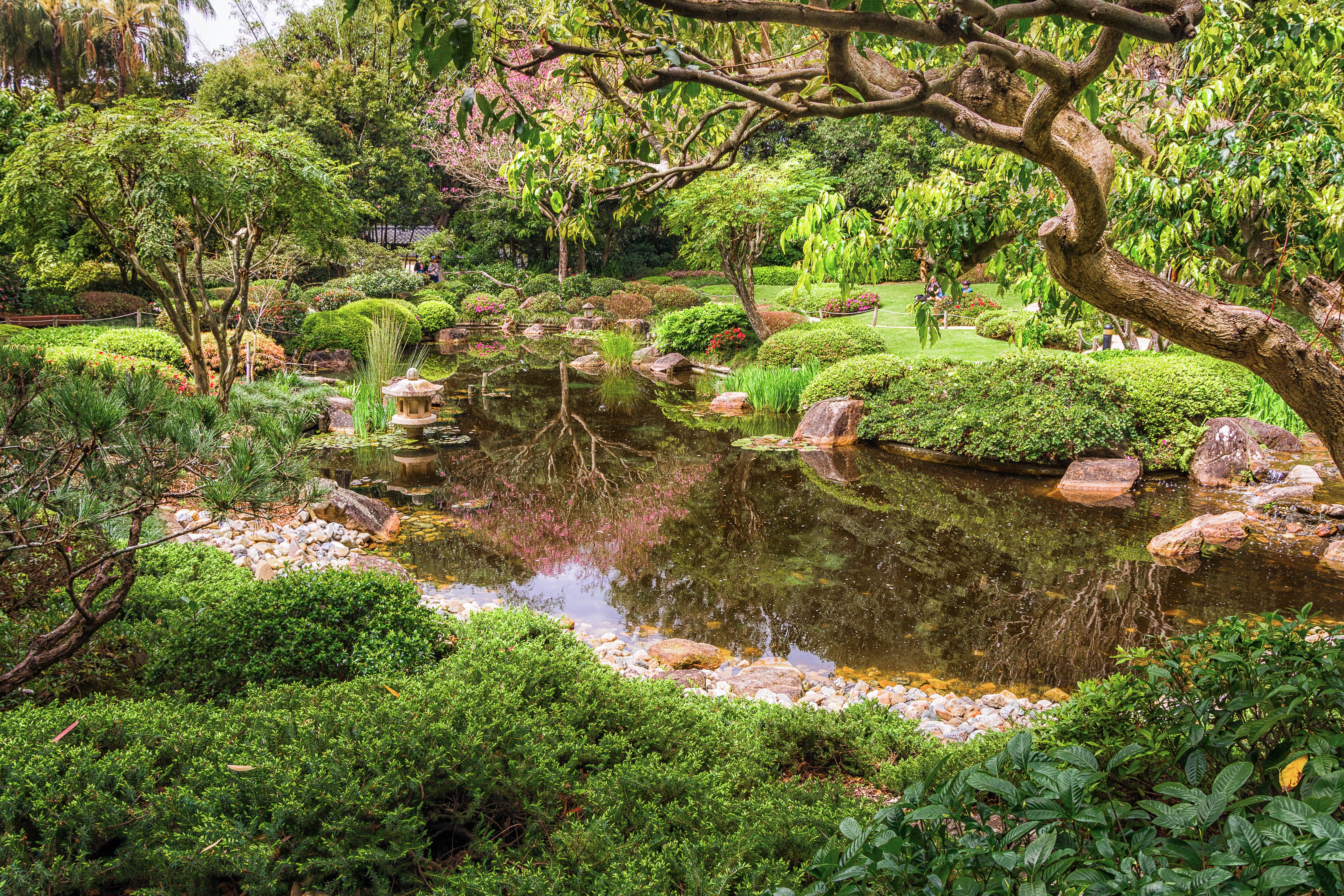 Japanese Garden Pond with Stone Lantern in Brisbane, Australia HD Wallpaper
