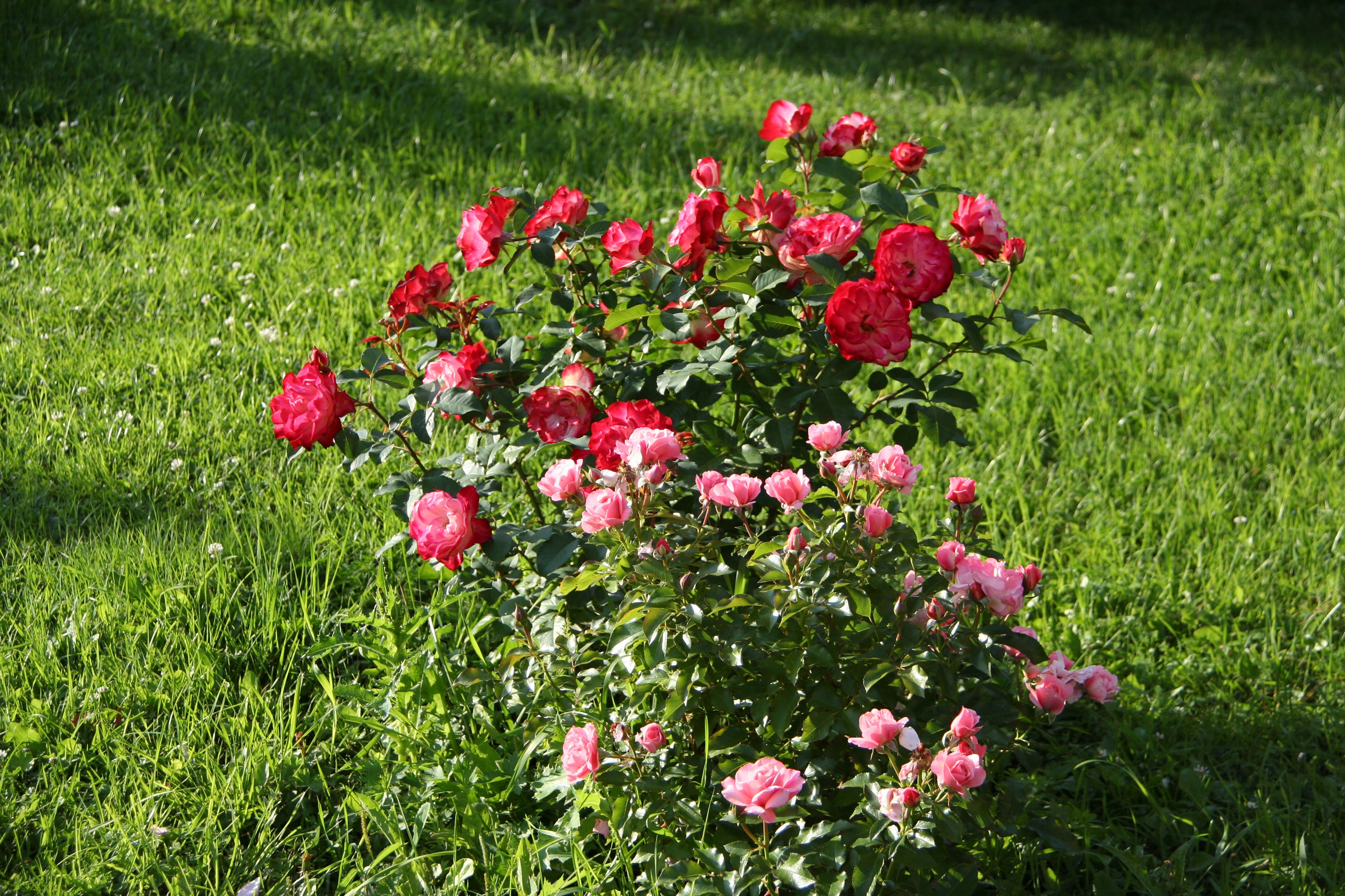 Red and pink roses in a green grassy yard HD Wallpaper