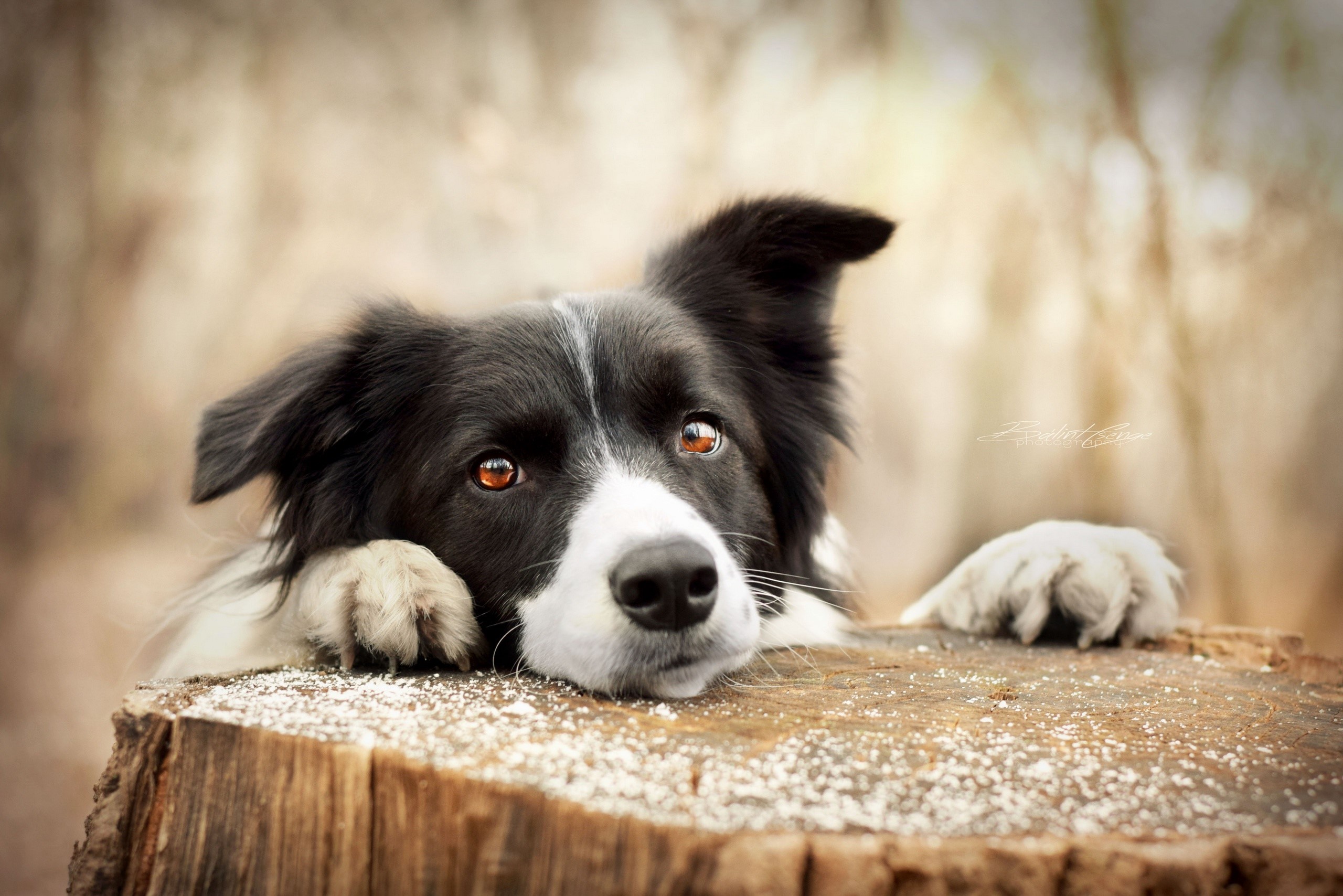 Border Collie resting on a tree stump HD Wallpaper