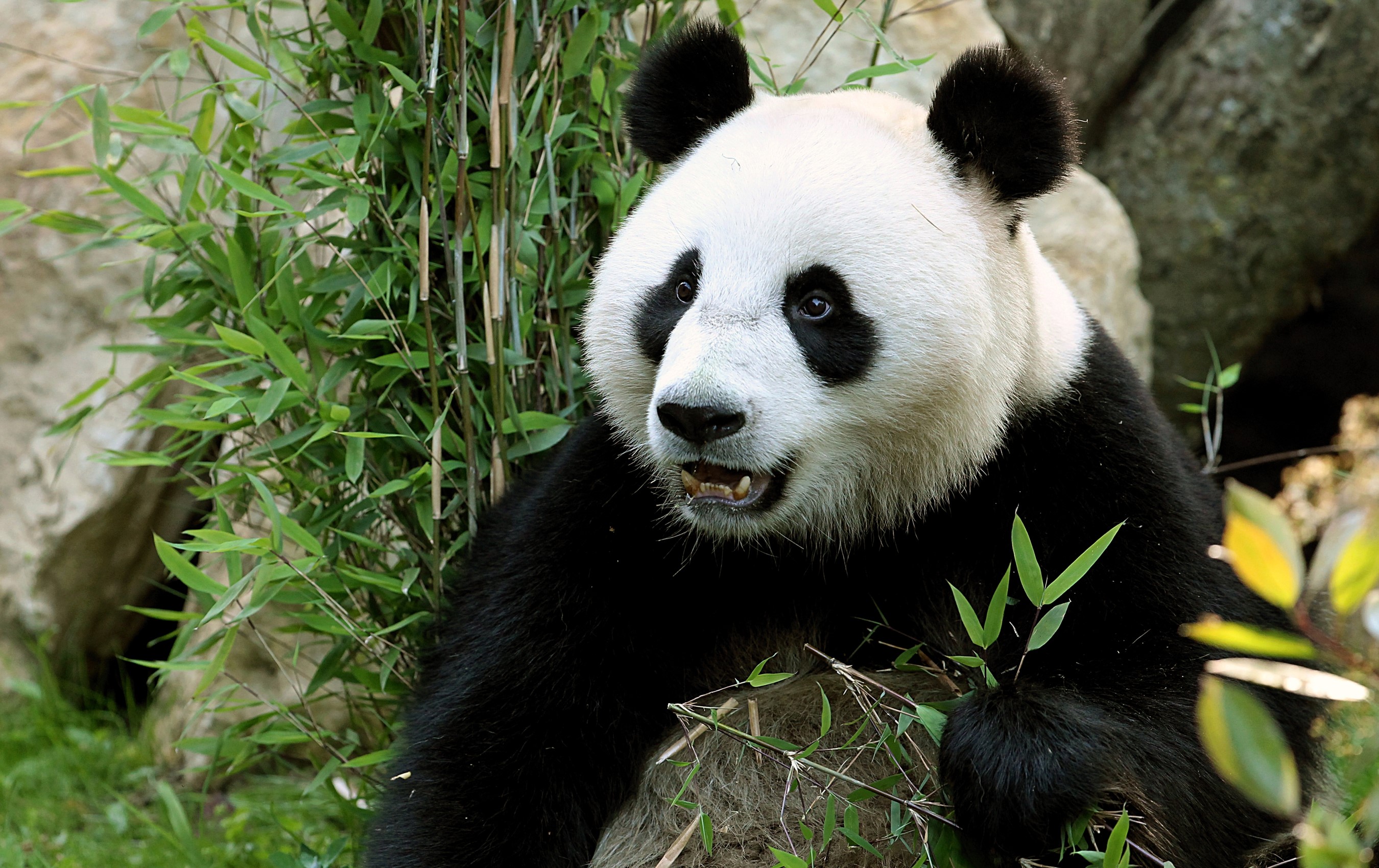Giant Panda in Bamboo Forest HD Wallpaper