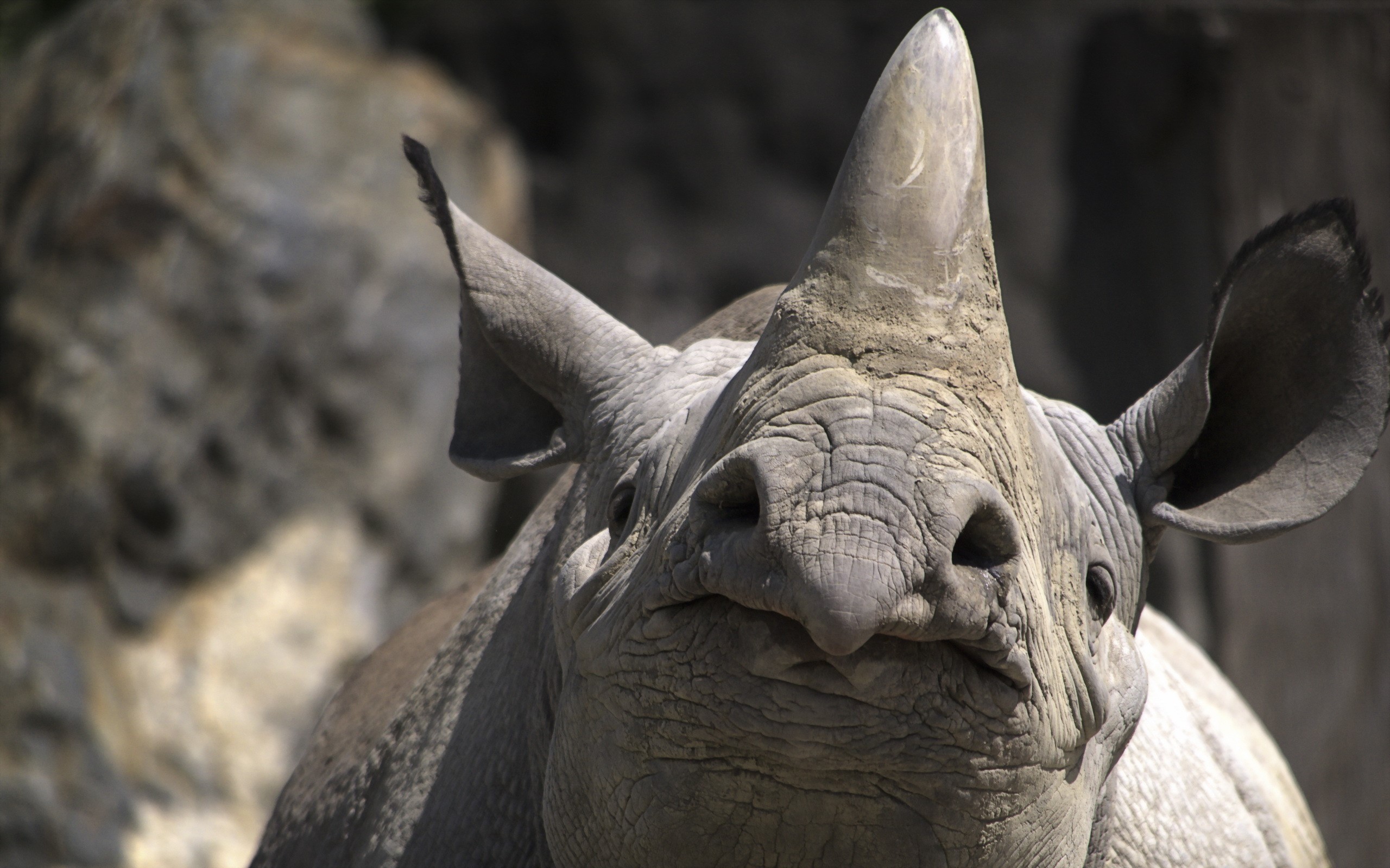 Close-up of a Black Rhinoceros's head and horn HD Wallpaper