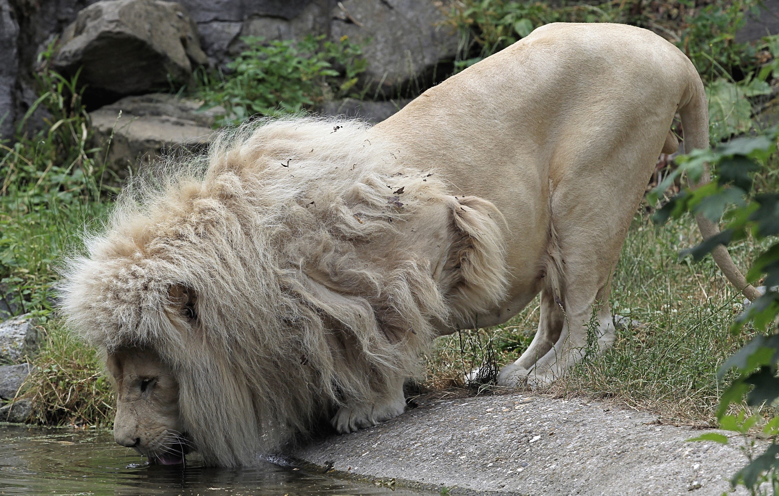 White lion drinking water from a pond HD Wallpaper