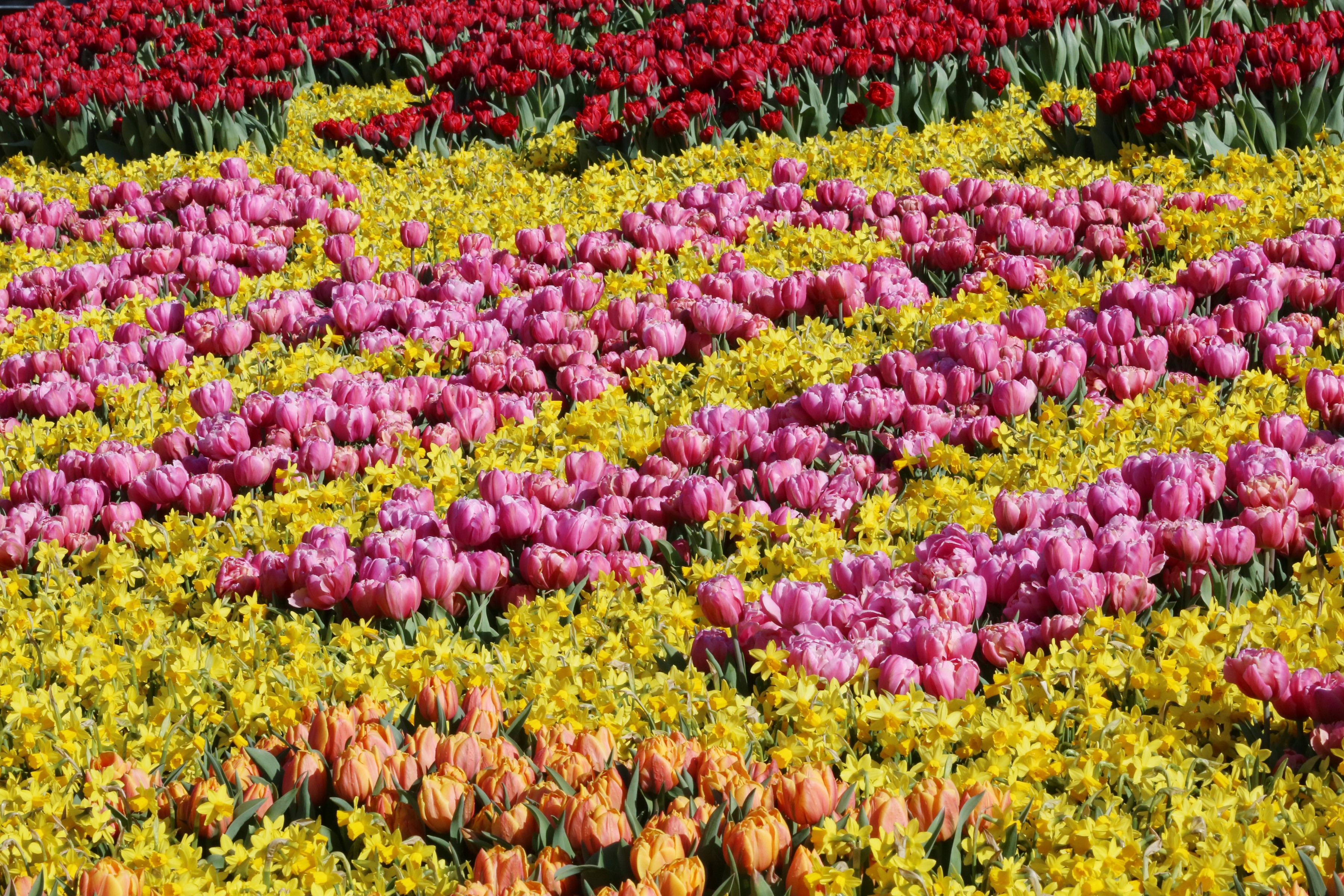 Keukenhof Gardens with Tulips and Daffodils in the Netherlands HD Wallpaper