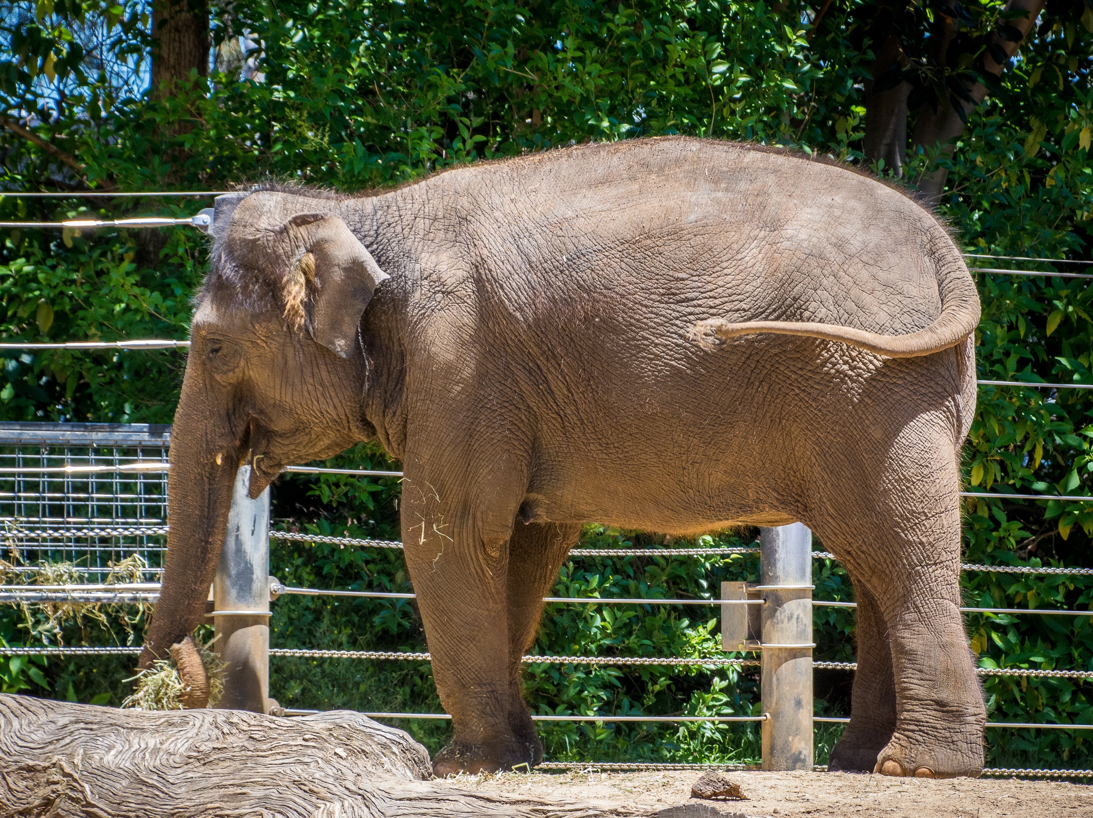 Elephant eating hay in an enclosure HD Wallpaper