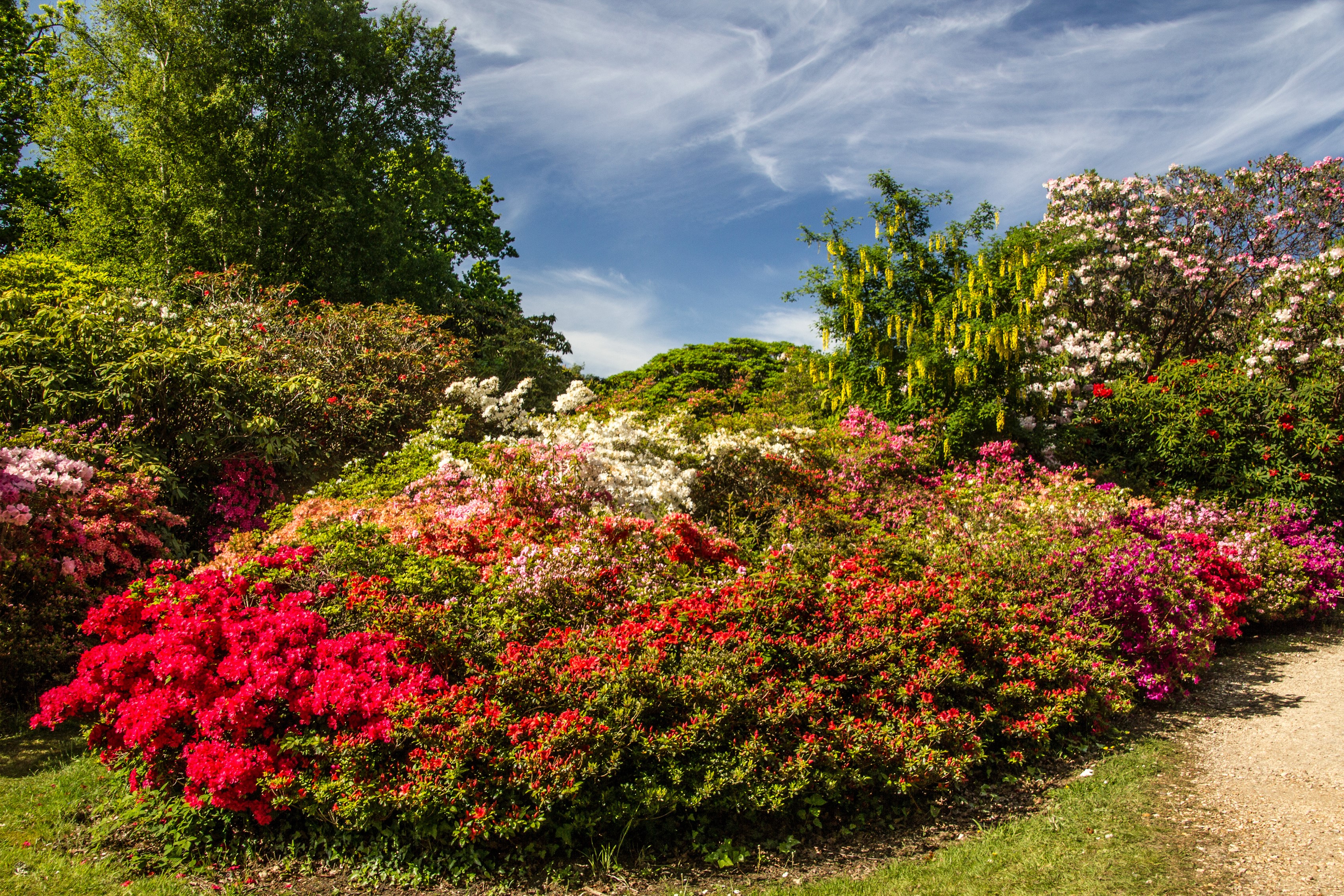 Exbury Gardens Vibrant Rhododendron Shrubs HD Wallpaper