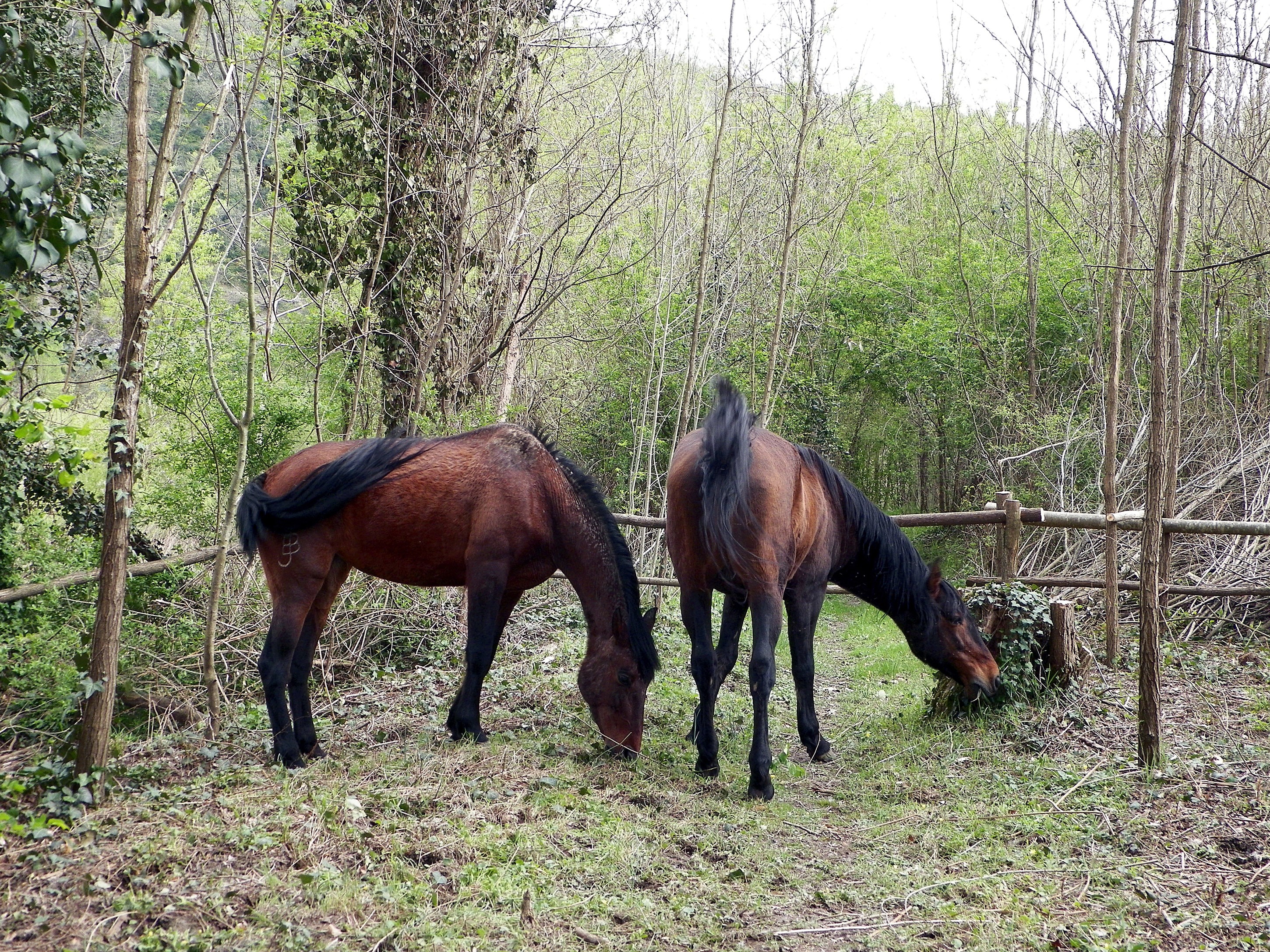 Two brown horses grazing in a wooded area HD Wallpaper