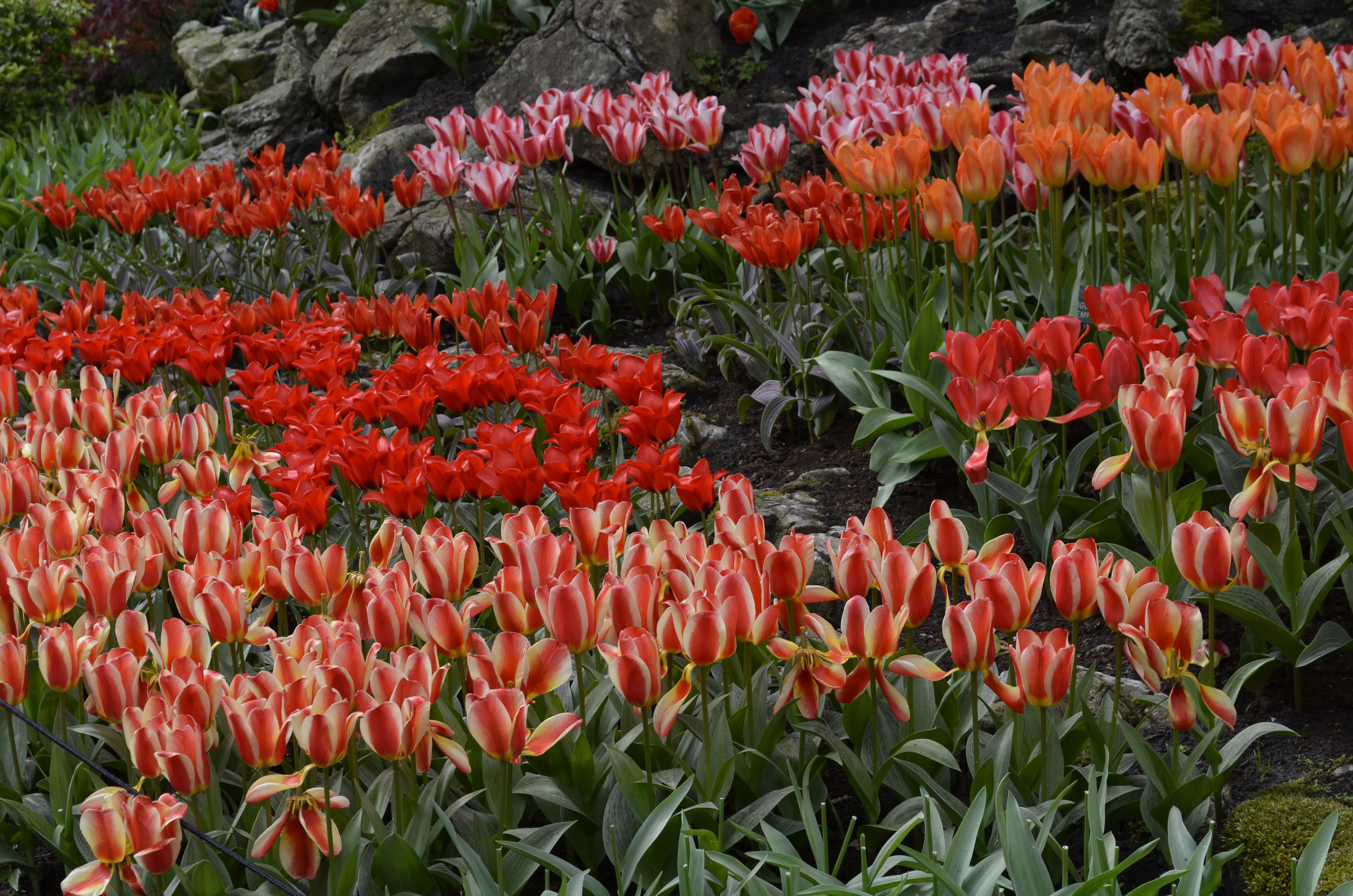 4K Tulips in Keukenhof, Netherlands HD Wallpaper