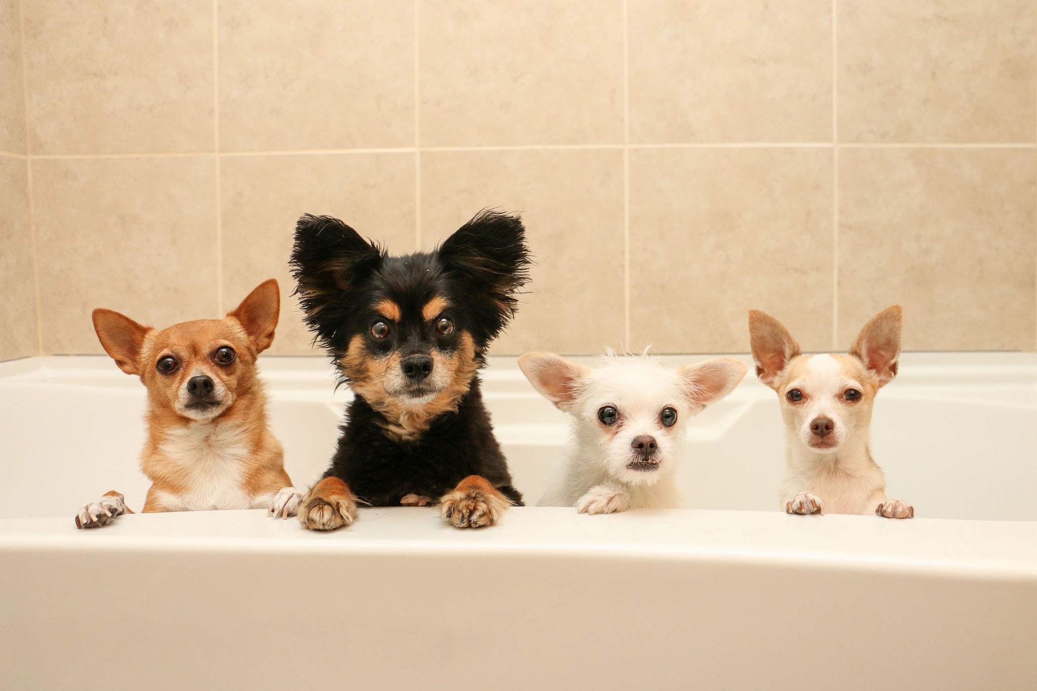 Four Chihuahuas in a Bathtub HD Wallpaper