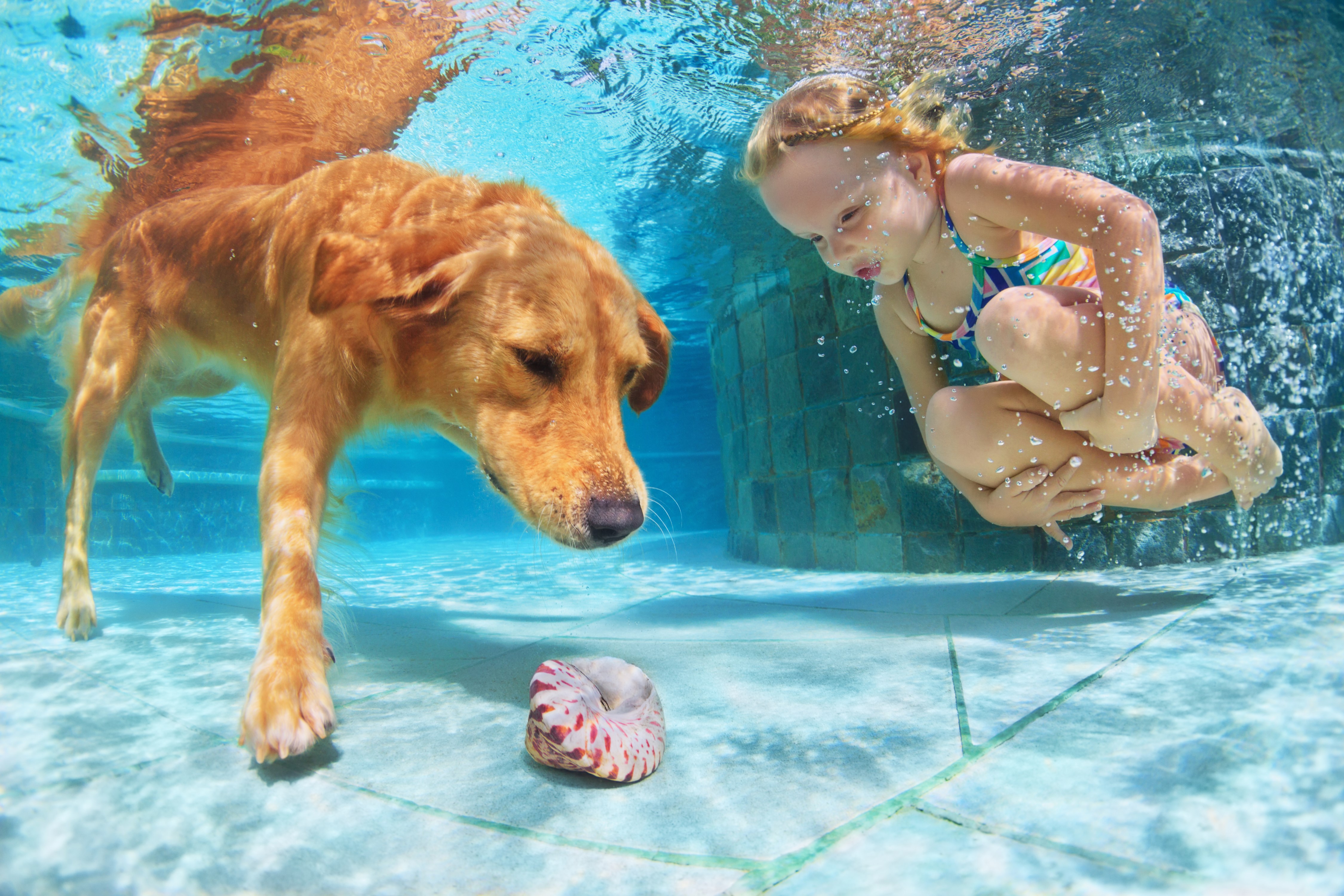 Golden Retriever and Girl Underwater with Shell HD Wallpaper