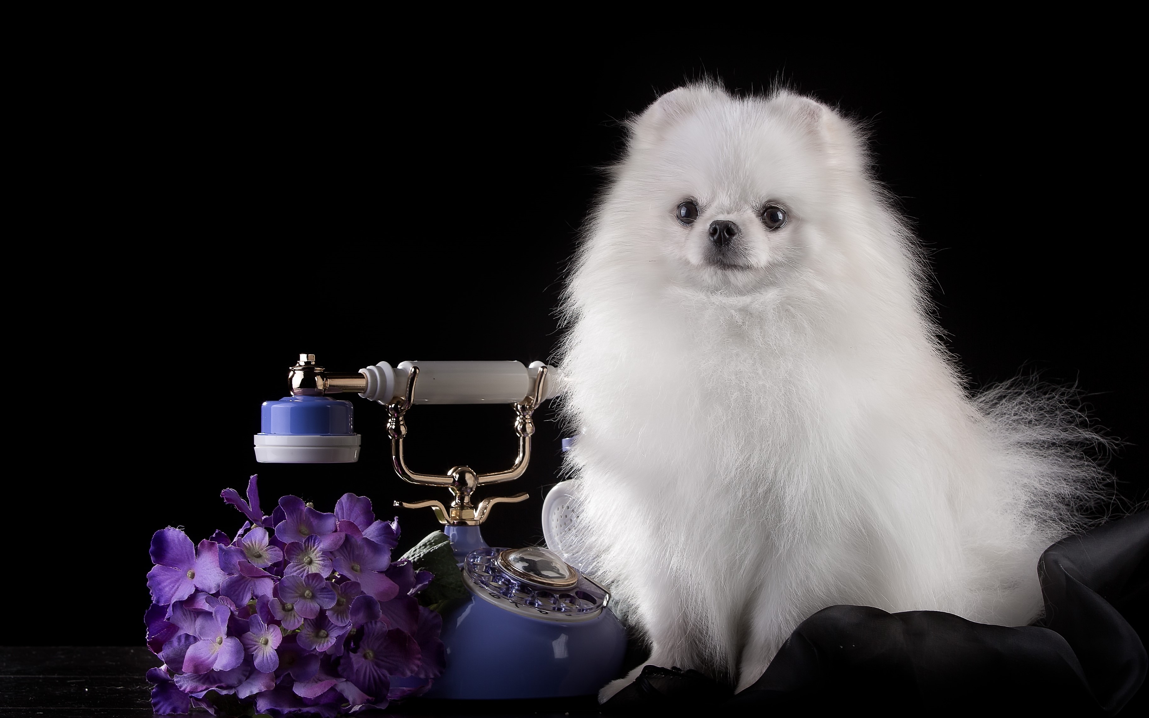 White Pomeranian dog with vintage telephone and flowers HD Wallpaper