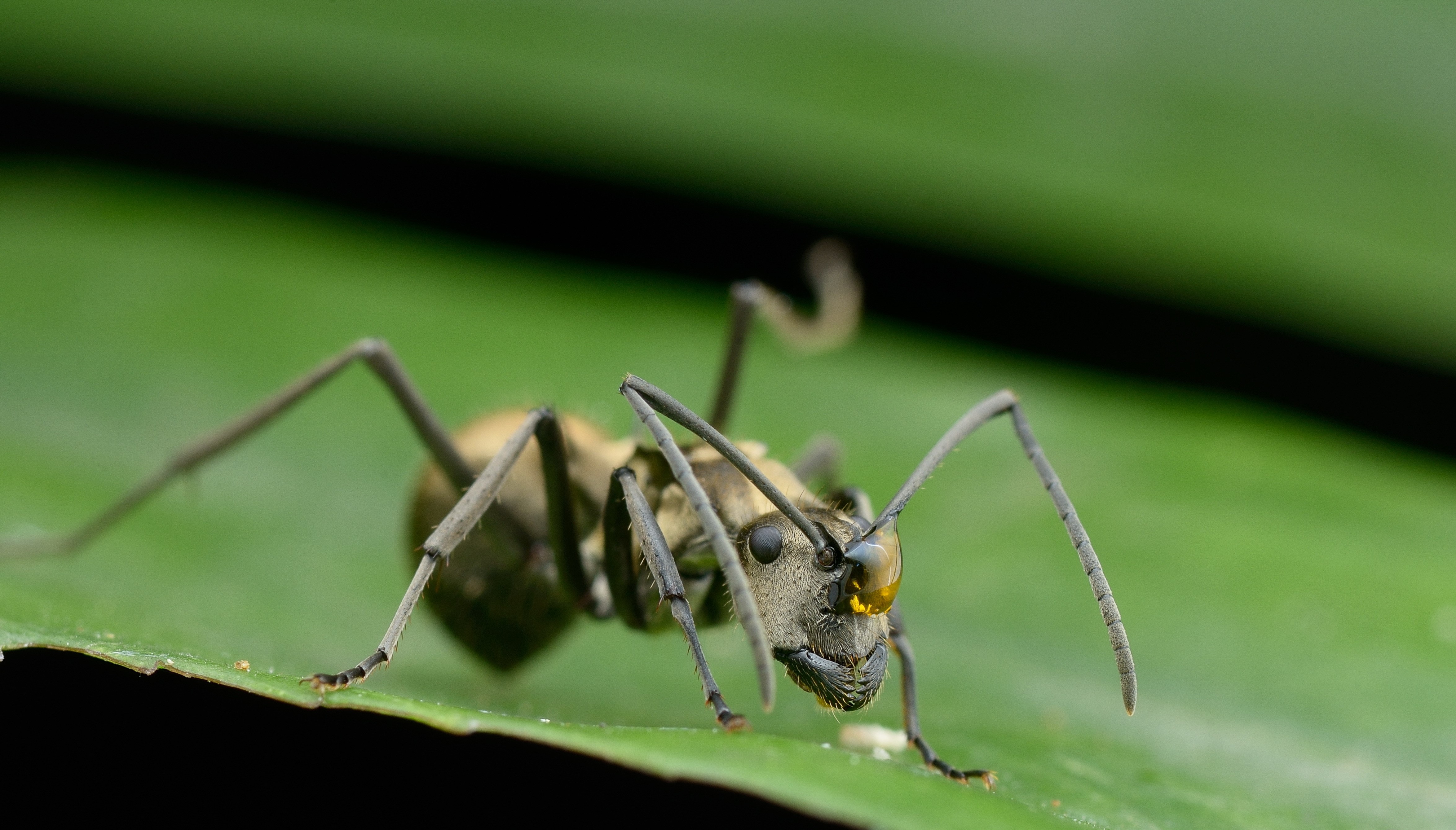 4K Macro Closeup of an Ant on a Leaf HD Wallpaper
