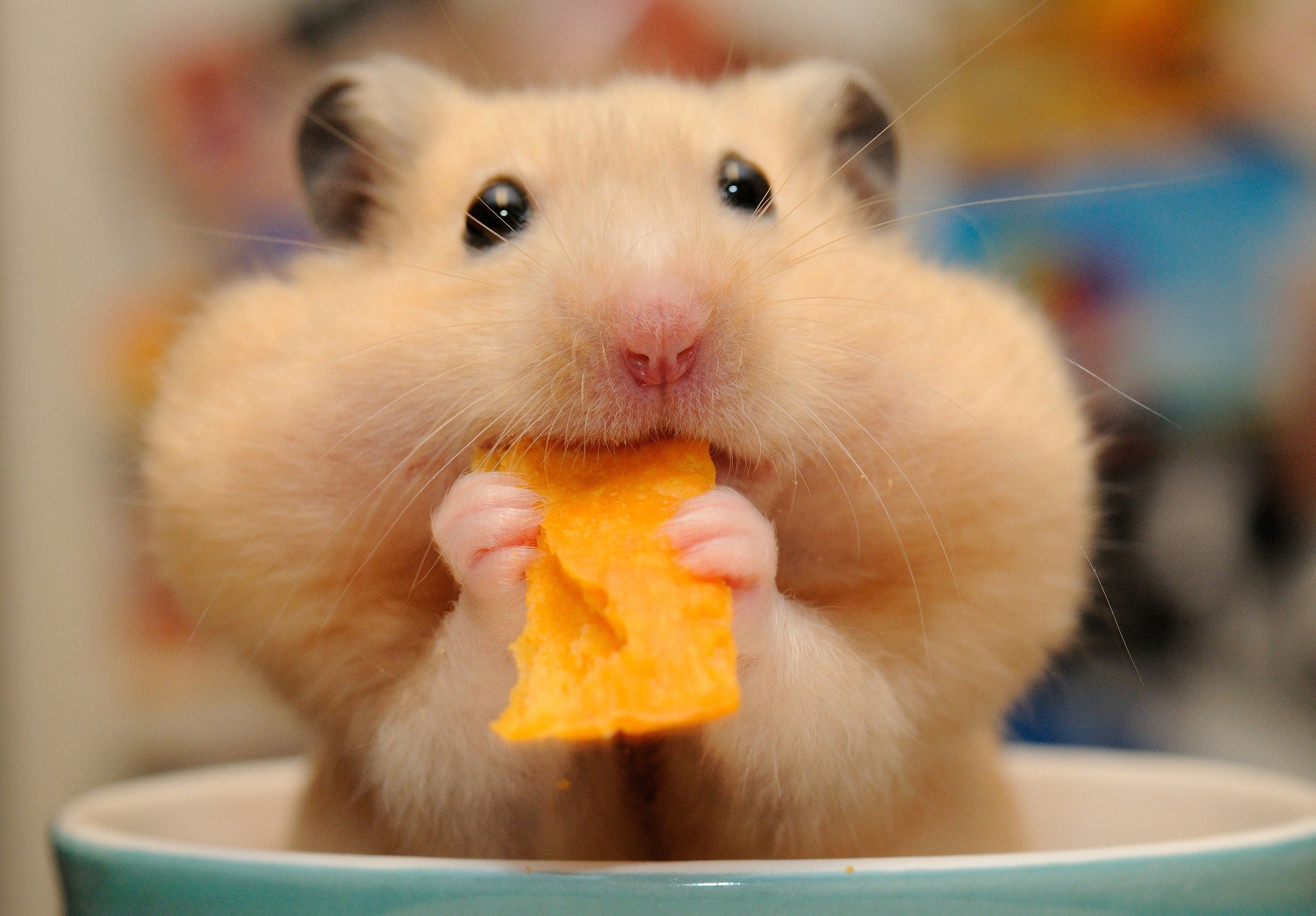 Close-up of a hamster eating a chip HD Wallpaper