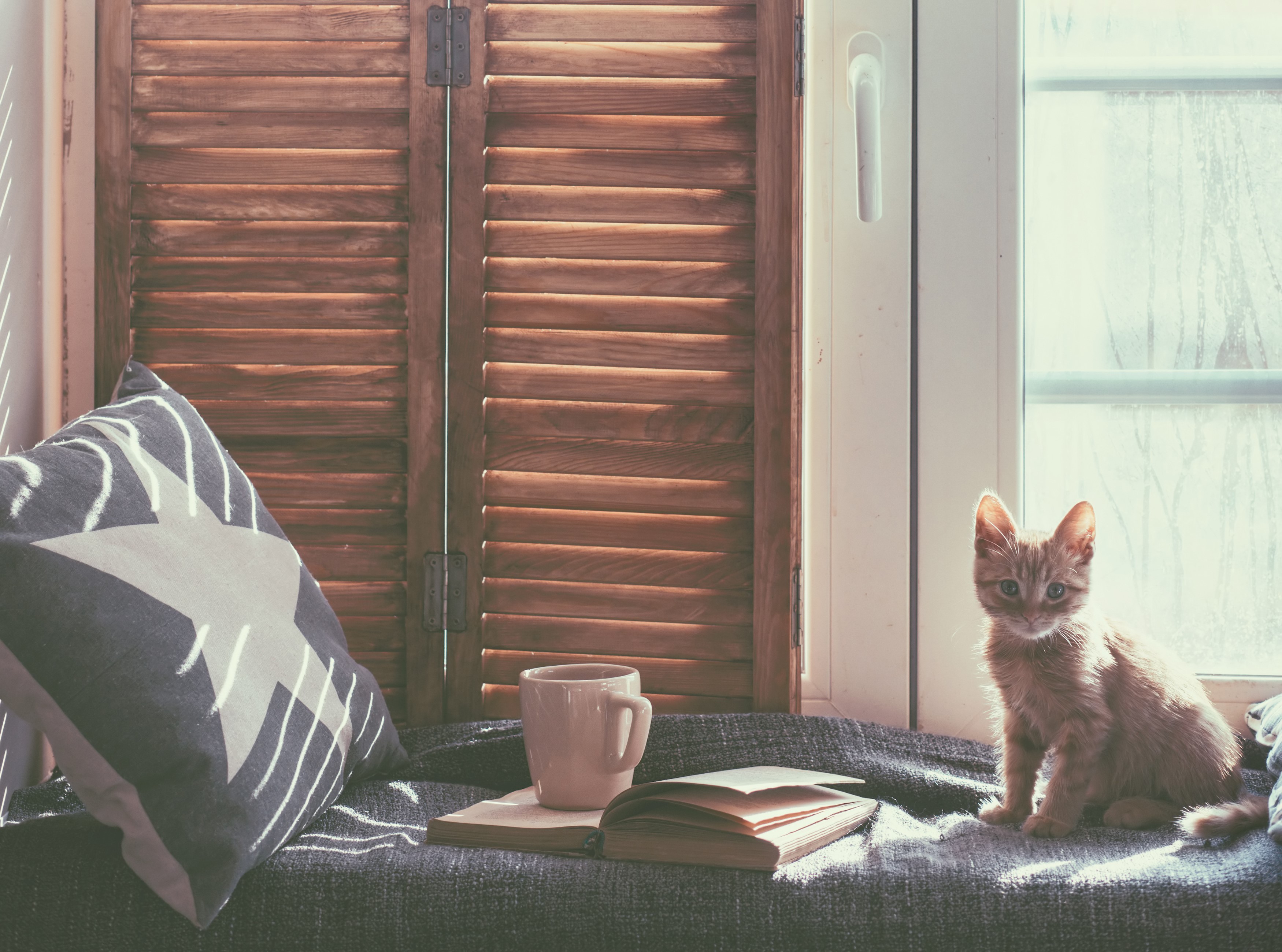 Kitten on a windowsill with a book and cup HD Wallpaper