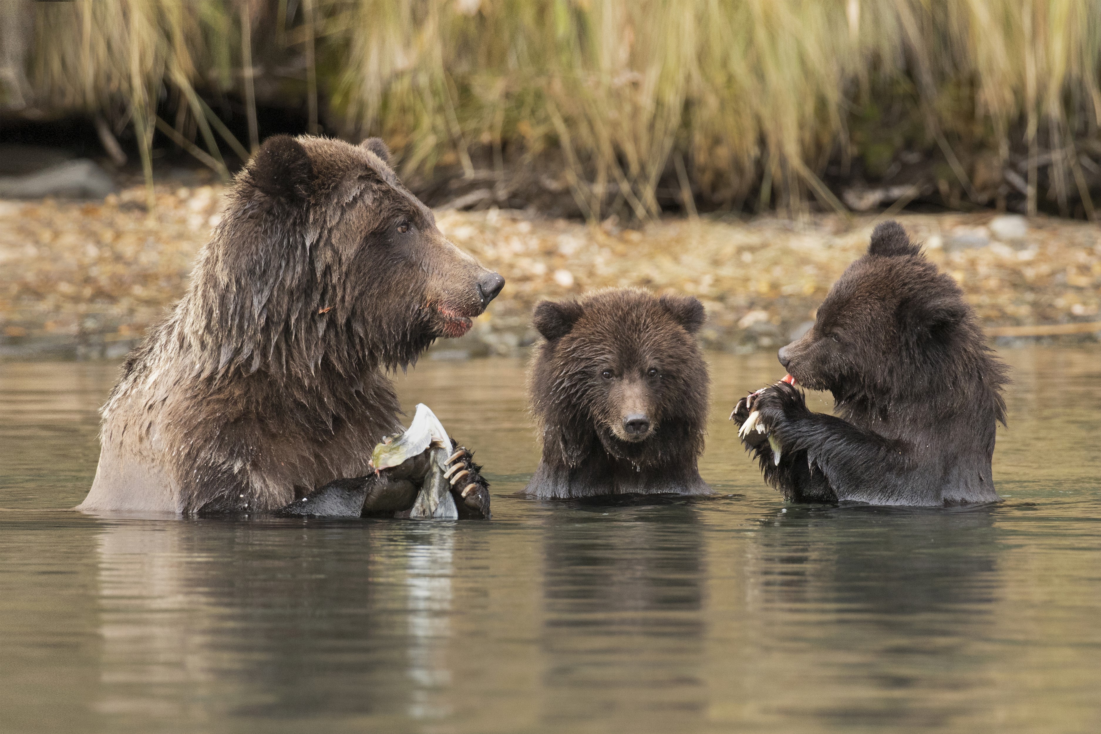 Three brown bears in water eating fish HD Wallpaper