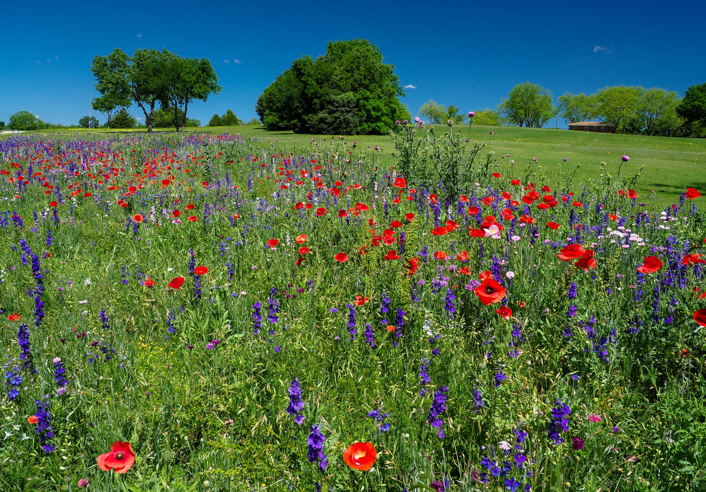 Field of Poppies and Delphiniums under a blue sky HD Wallpaper