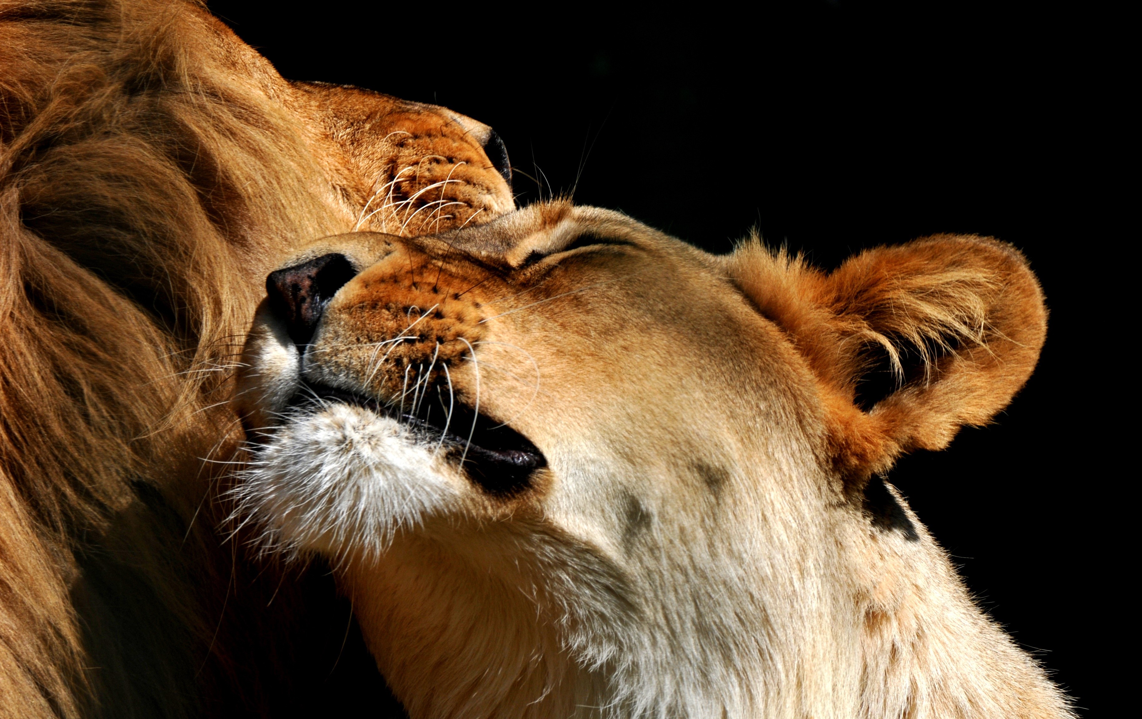 Lioness Lions Snout HD Wallpaper