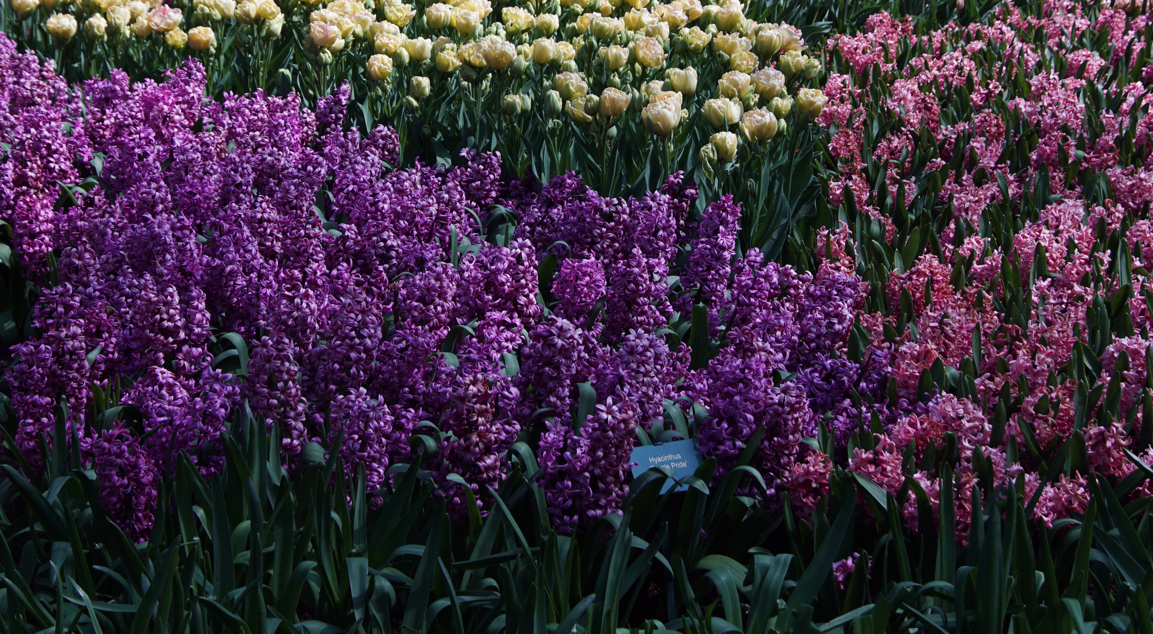 Hyacinths at Keukenhof Gardens, Netherlands HD Wallpaper