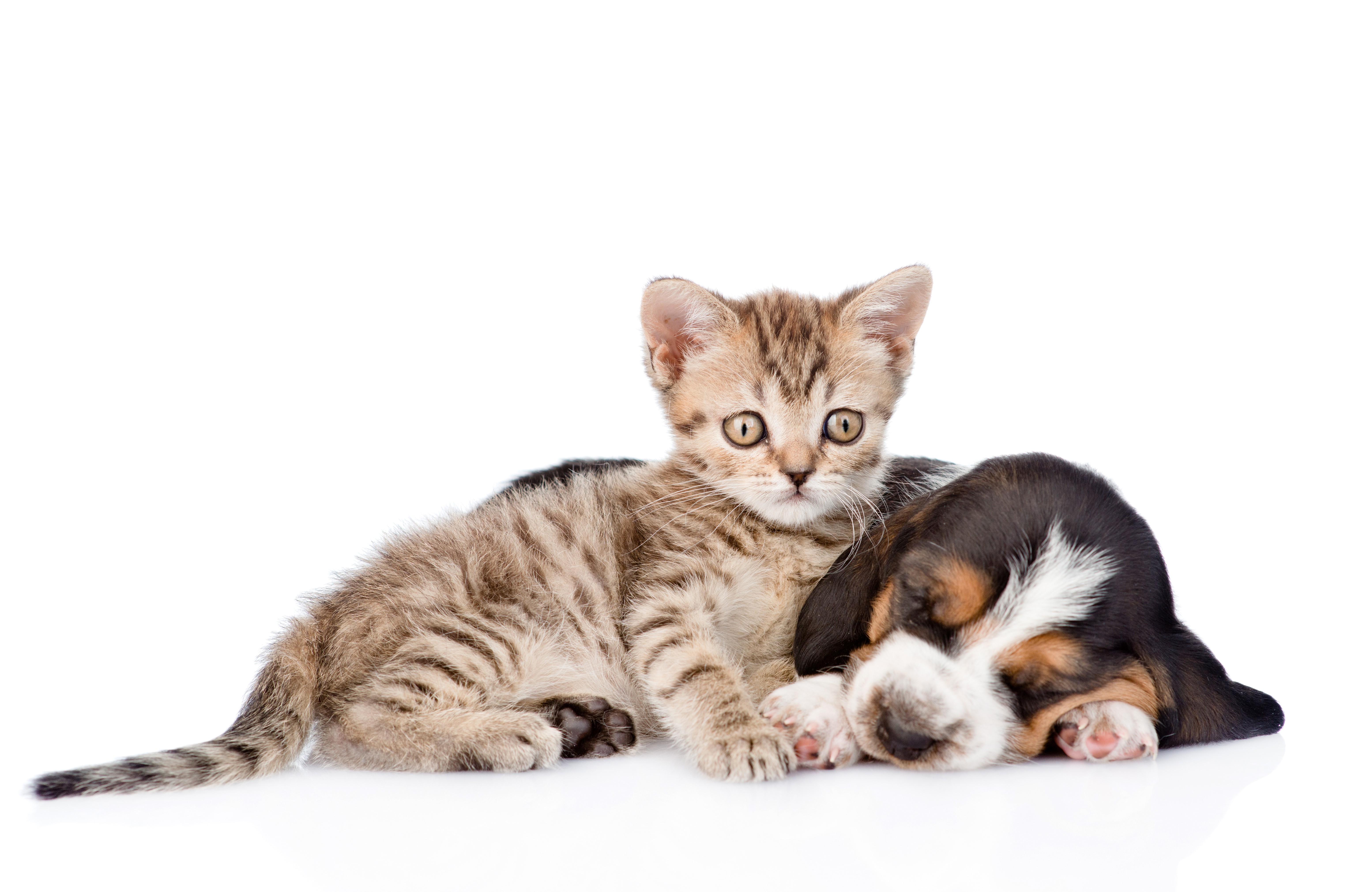 Kitten and Basset Hound Puppy Sleeping Together HD Wallpaper