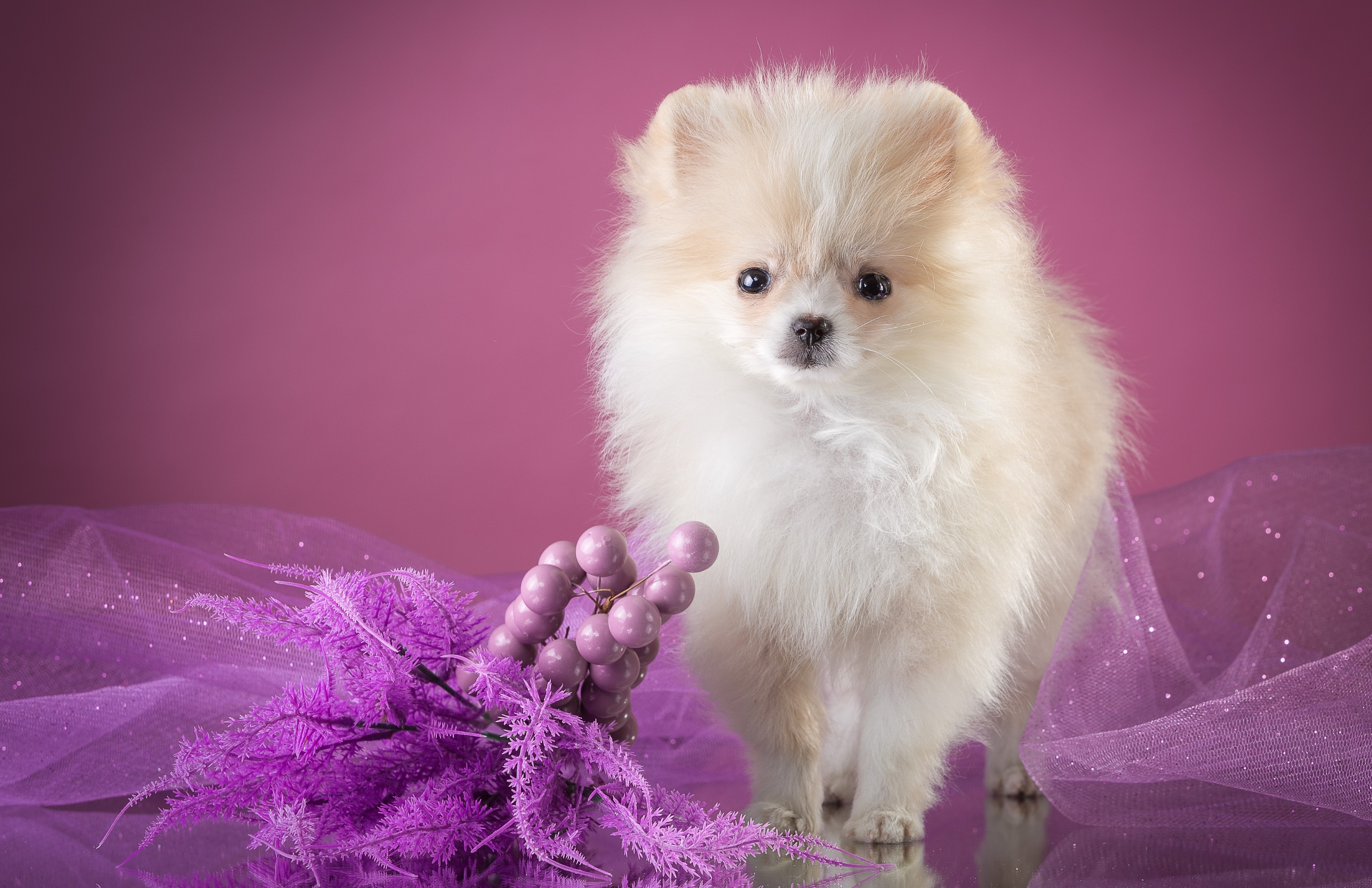 Fluffy white Pomeranian puppy with purple flowers HD Wallpaper