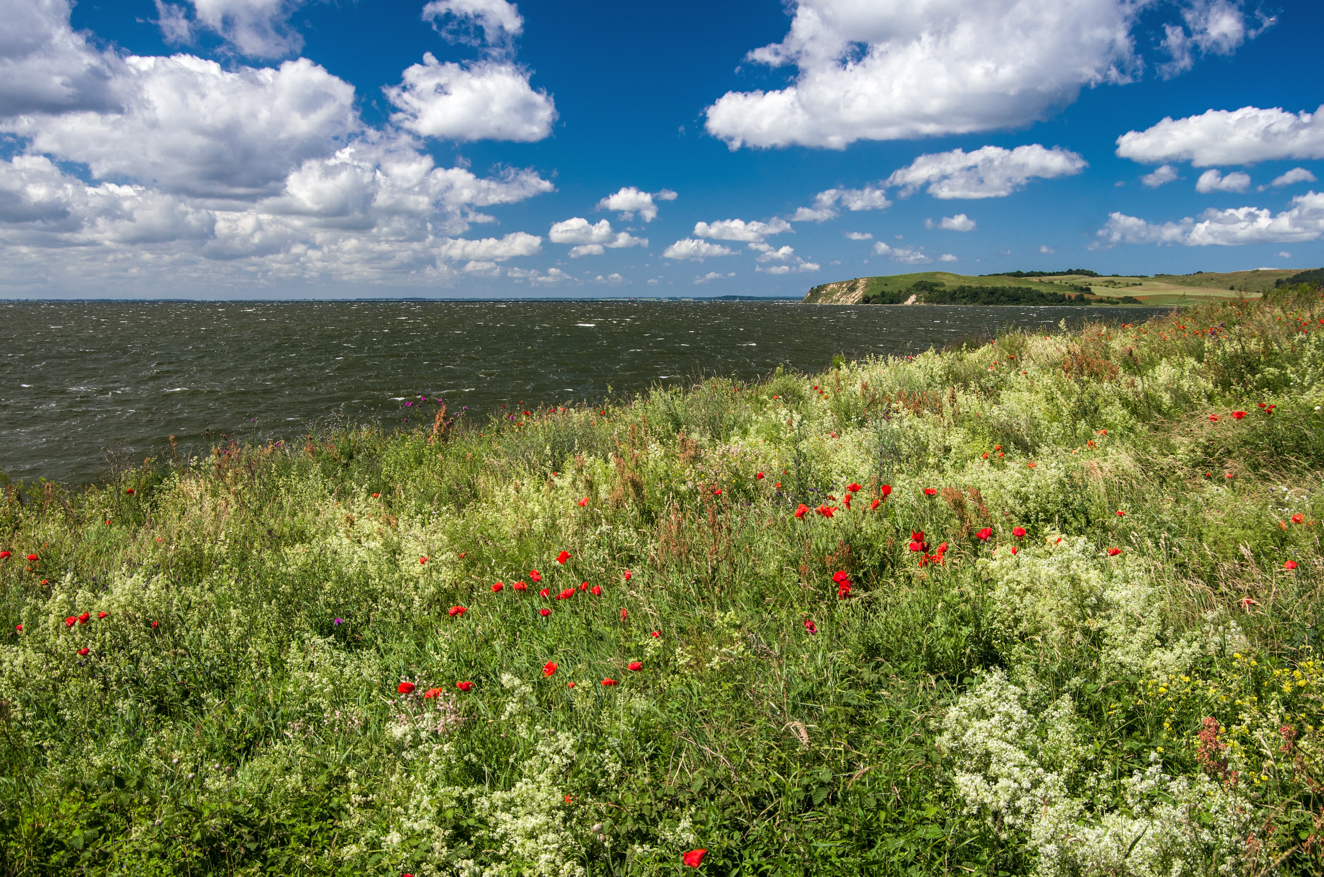 Poppies on a grassy coast under a cloudy sky in Thiessow, Germany HD Wallpaper