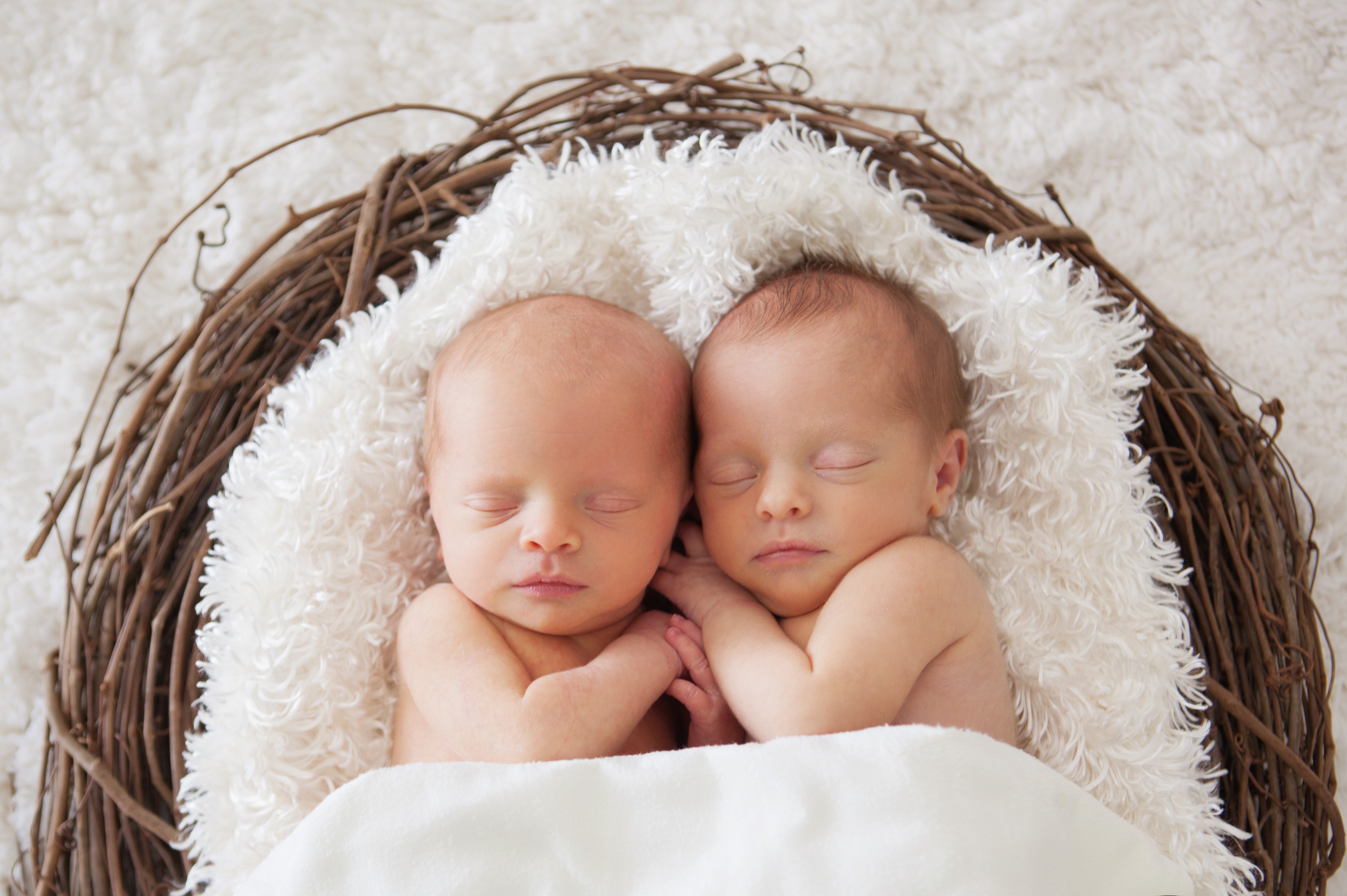 Two Newborn Twins Sleeping in a Nest HD Wallpaper