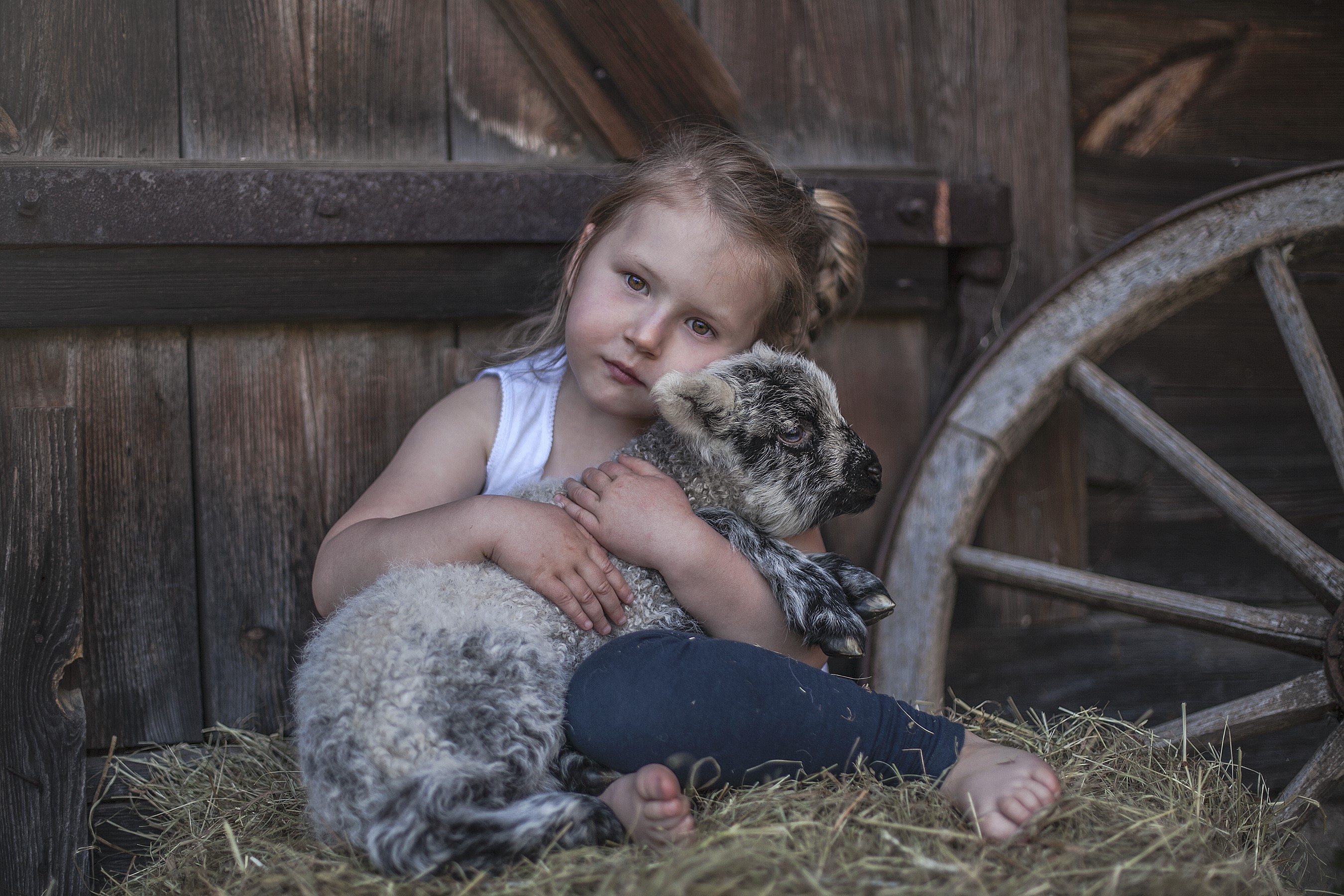 Girl hugging a lamb in a barn HD Wallpaper