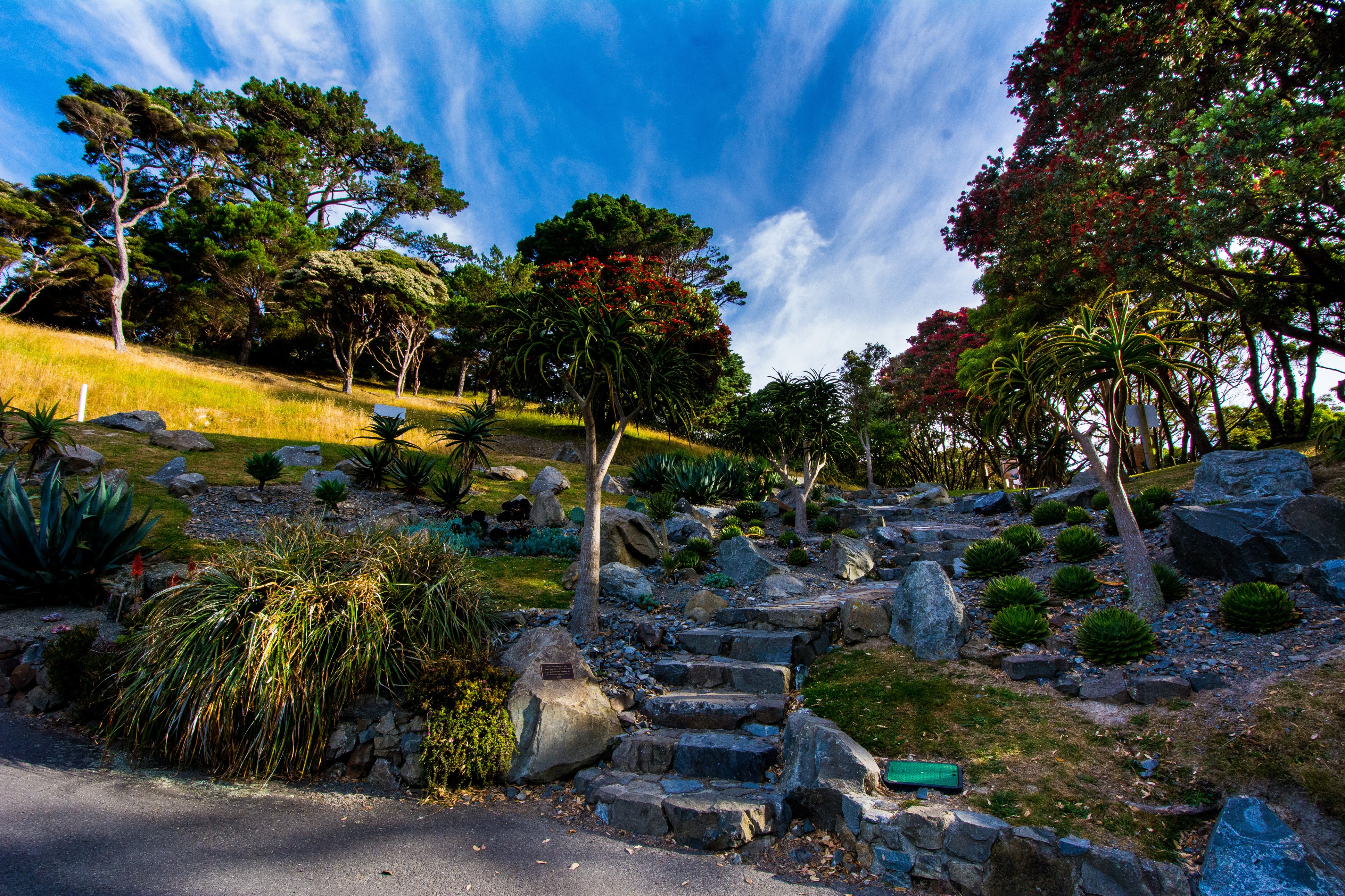 Wellington Botanical Garden, New Zealand HD Wallpaper