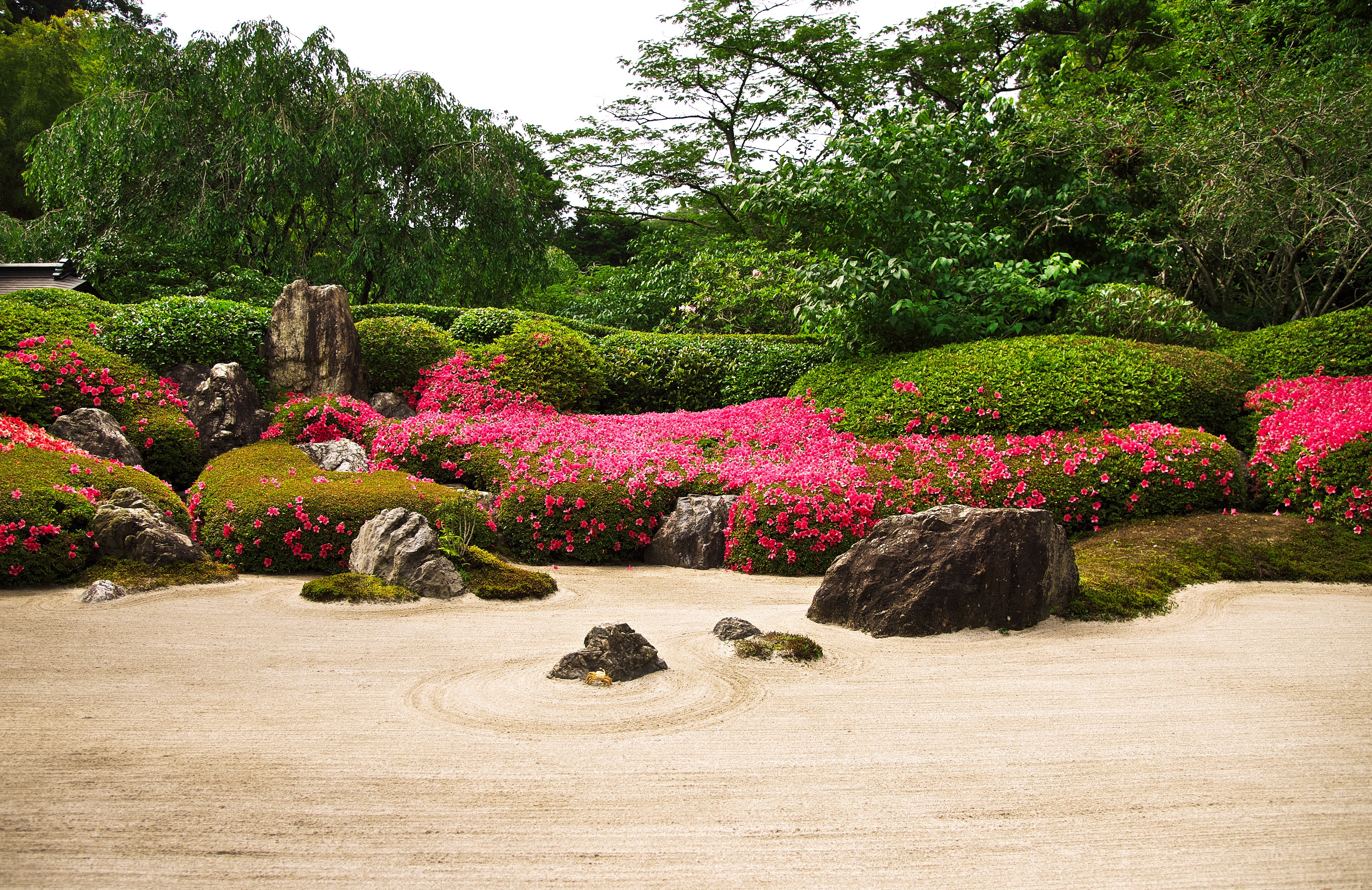 Japanese Zen Garden with Pink Azaleas and Raked Sand HD Wallpaper