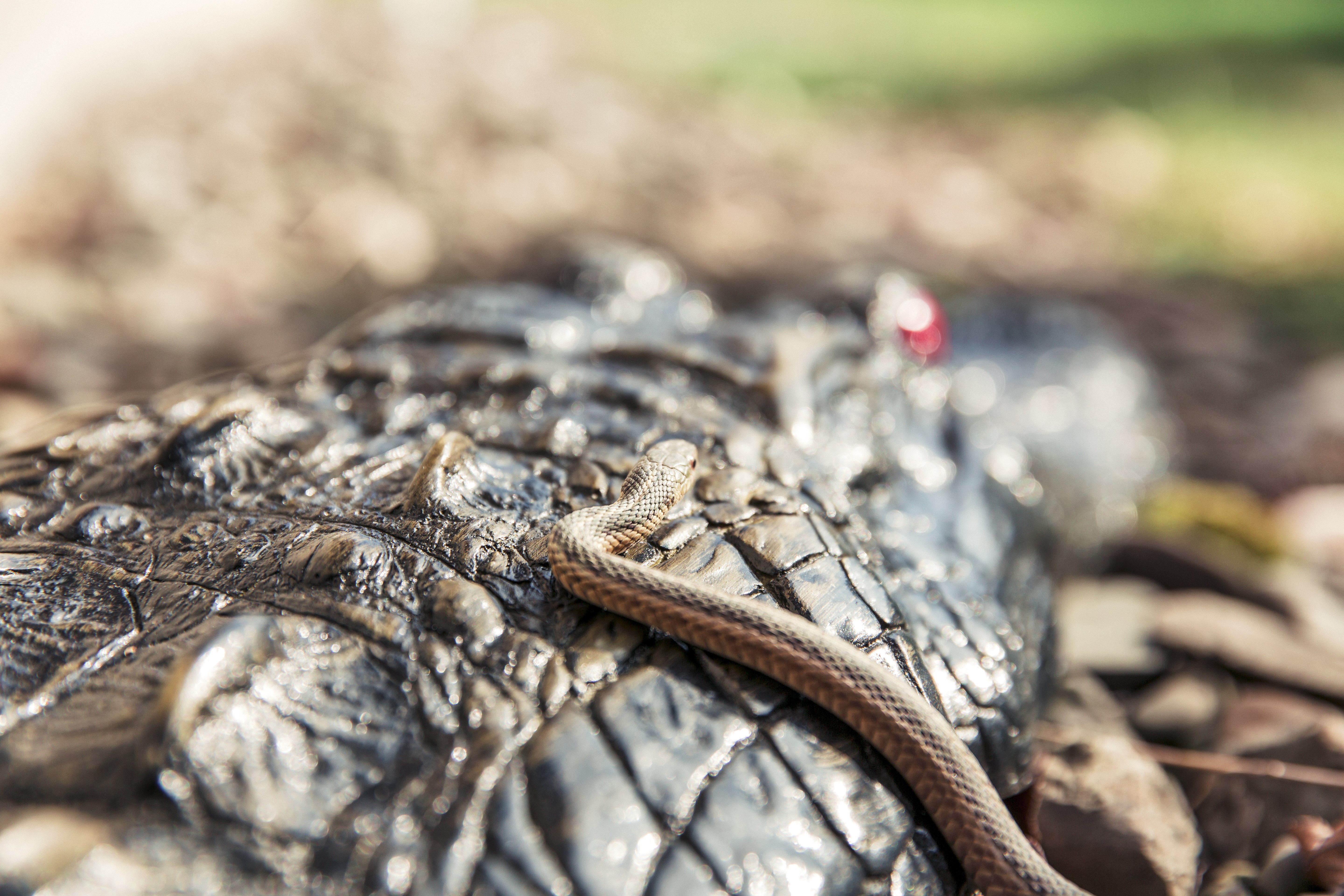 Snake on a Crocodile HD Wallpaper